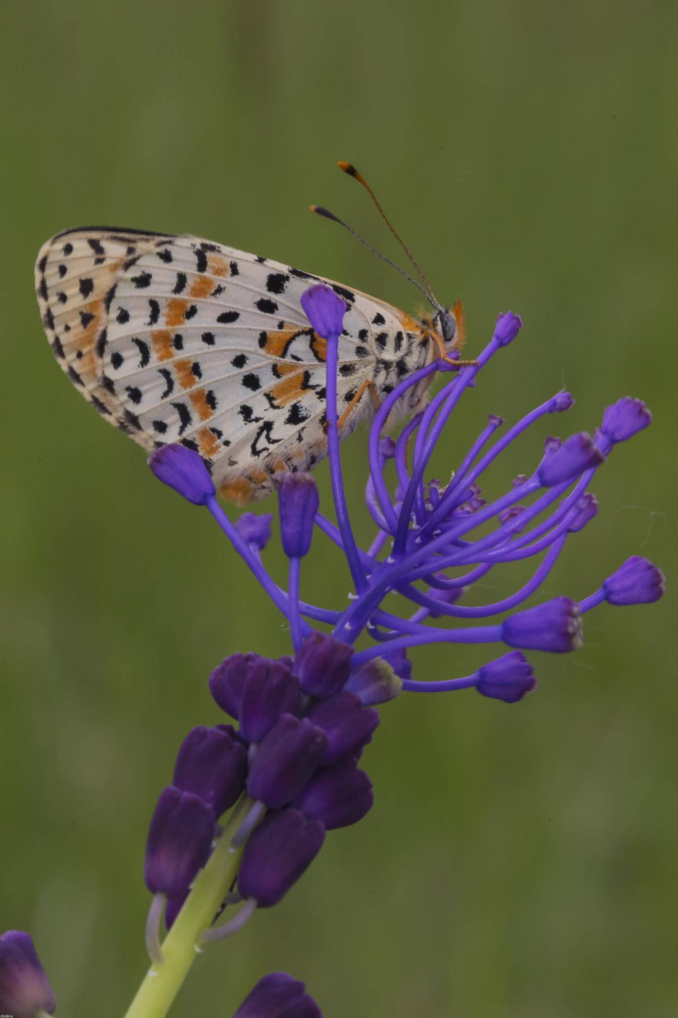 Melitaea didyma