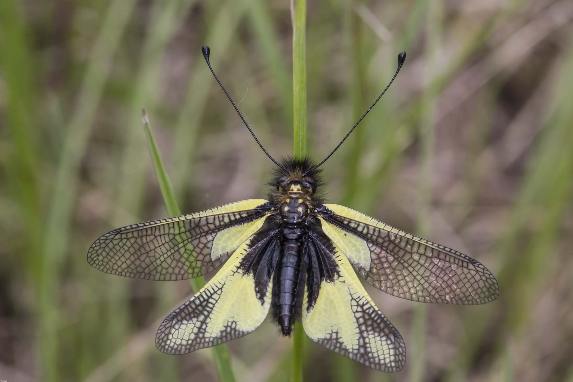 libelluloides concajus