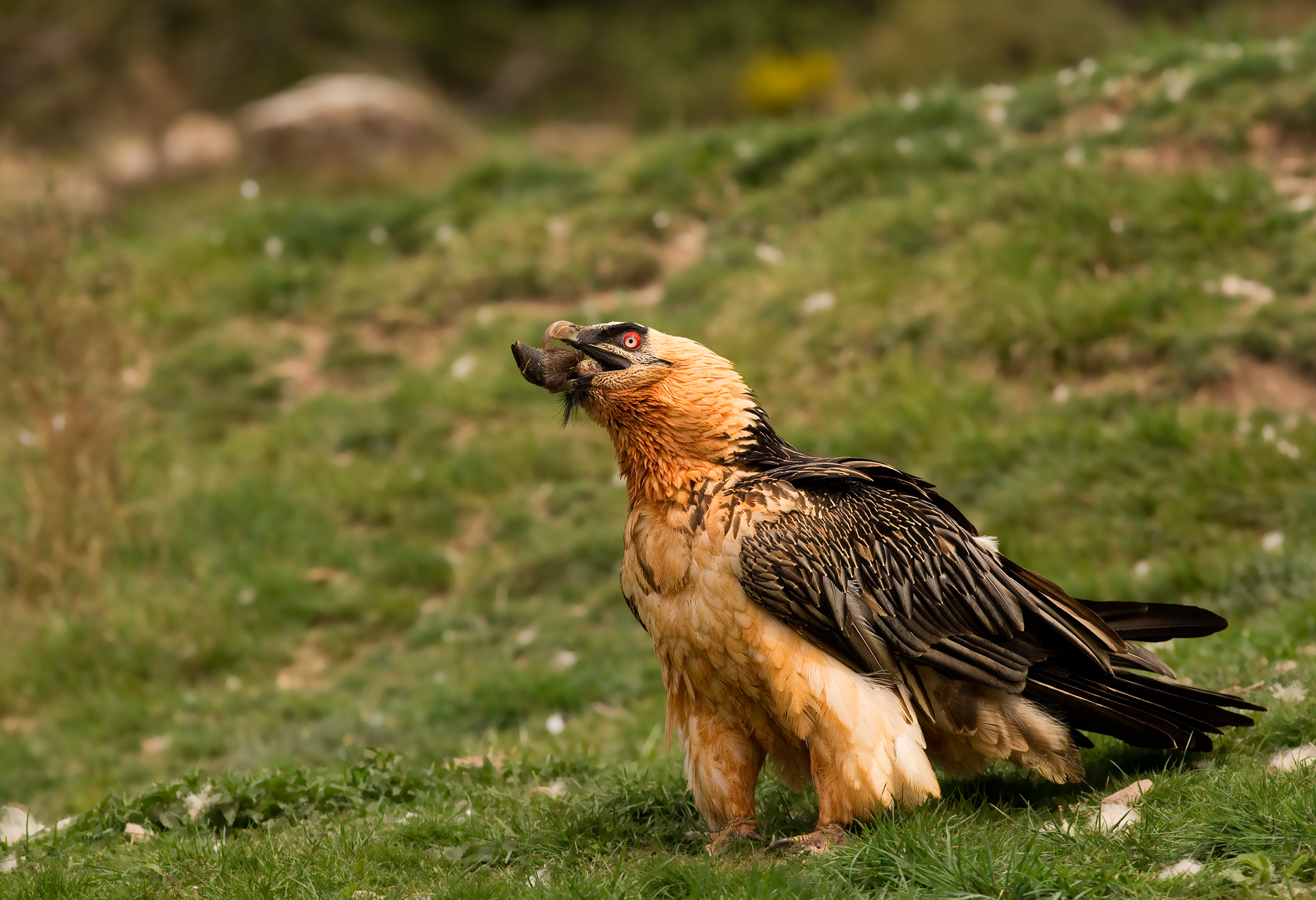 bearded vulture