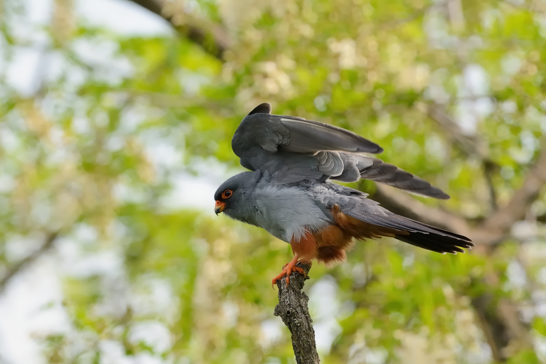 Falco cuculo maschio.