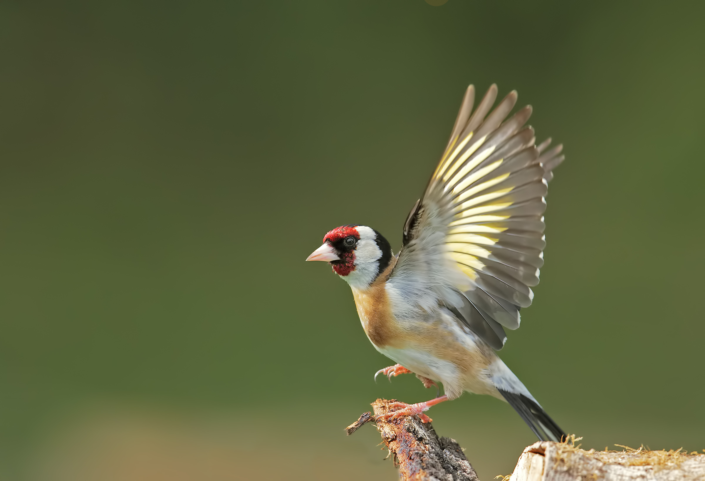 Cardellino (il mio primo cardellino)