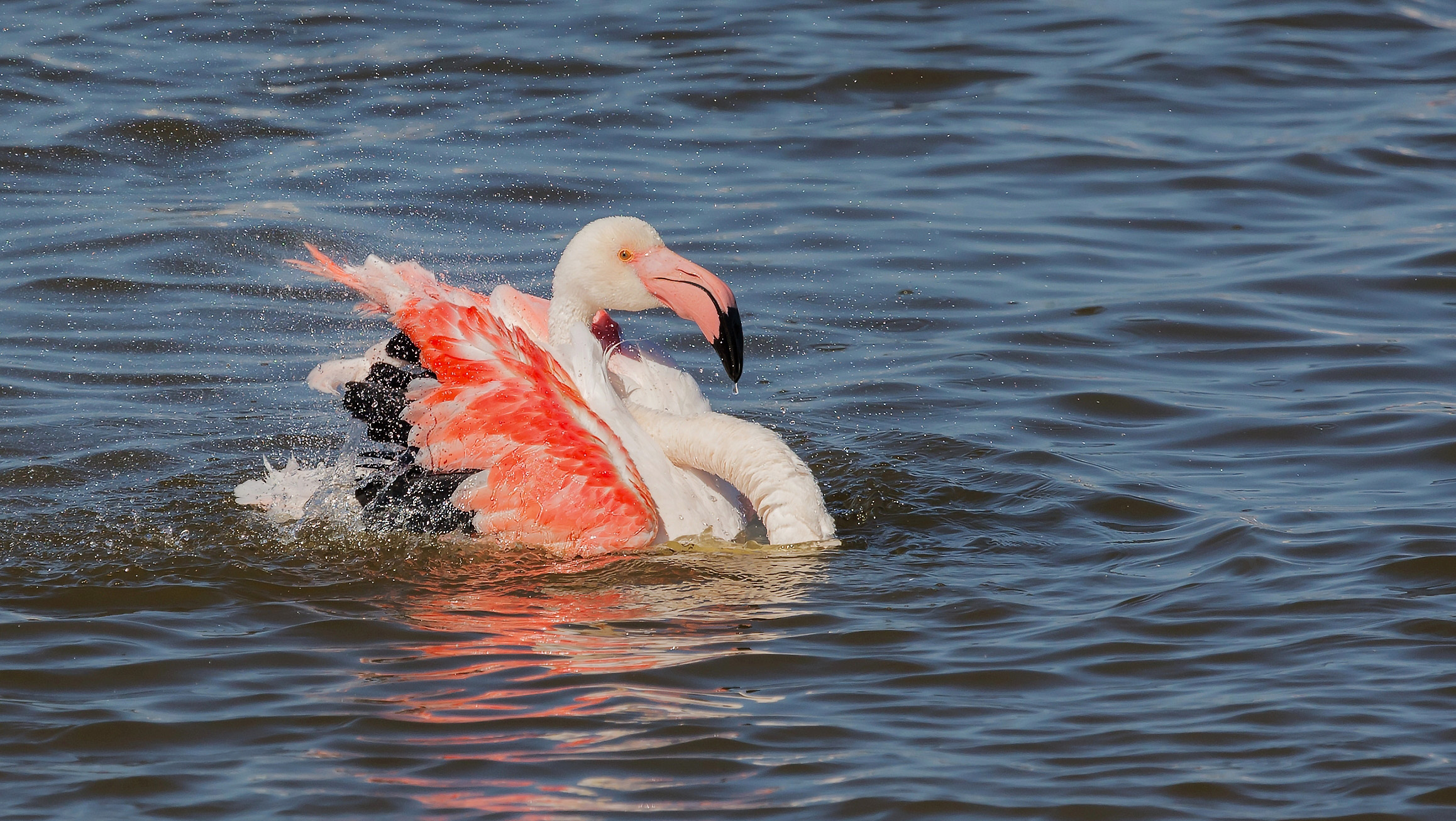 Fenicottero rosa e spruzzi...