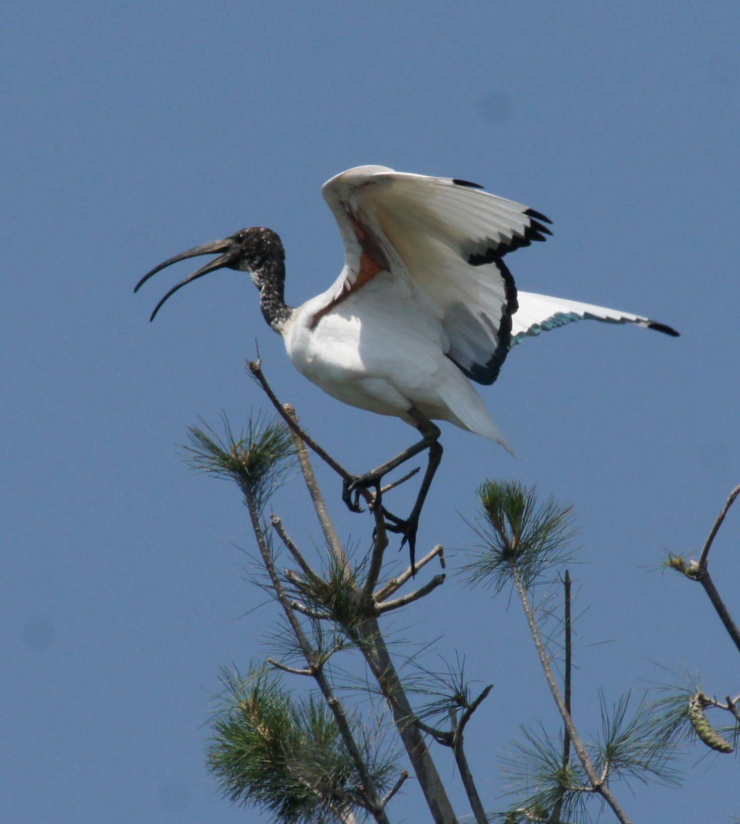 near nine sacred ibis