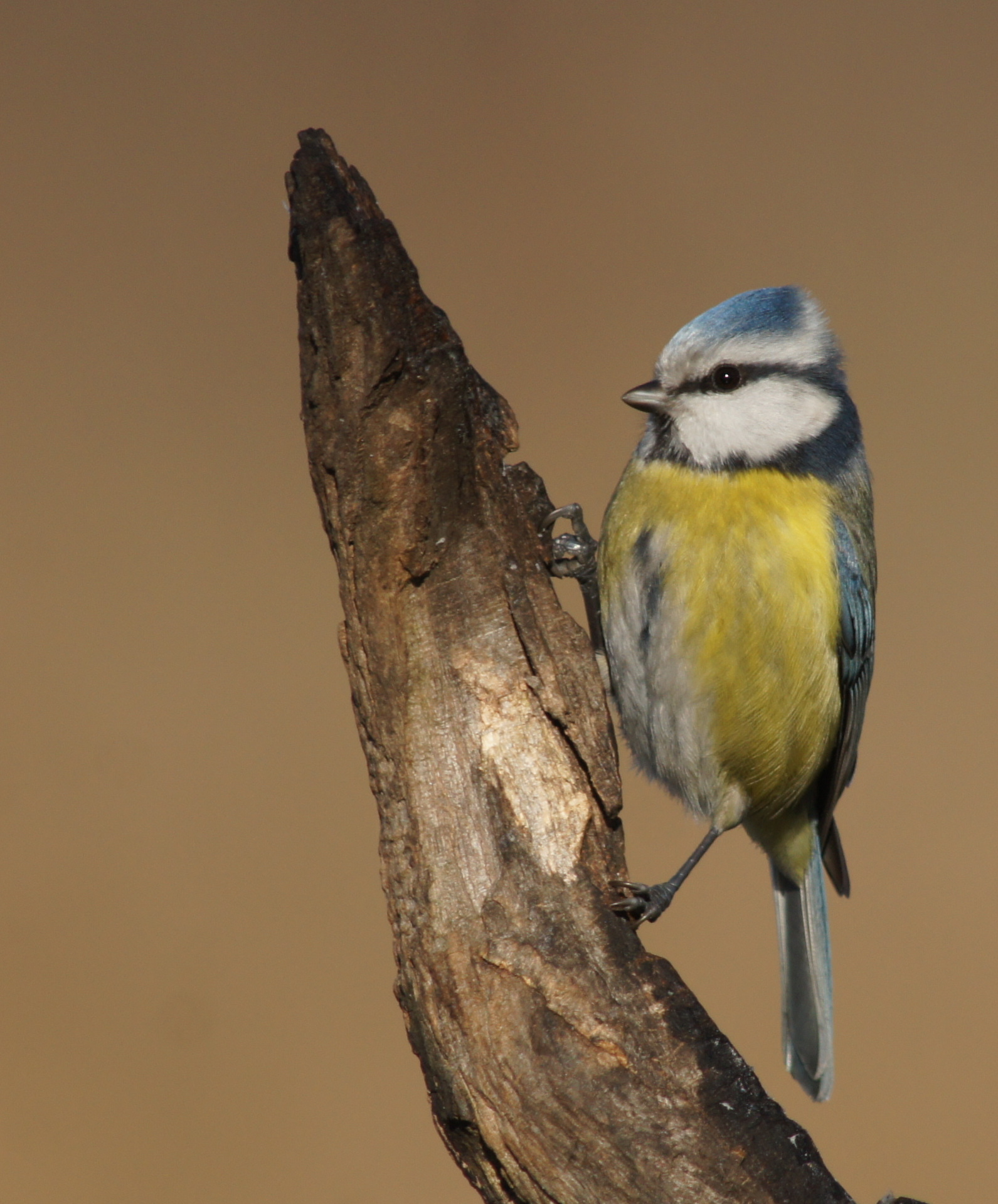 cinciarella basins Arnetta