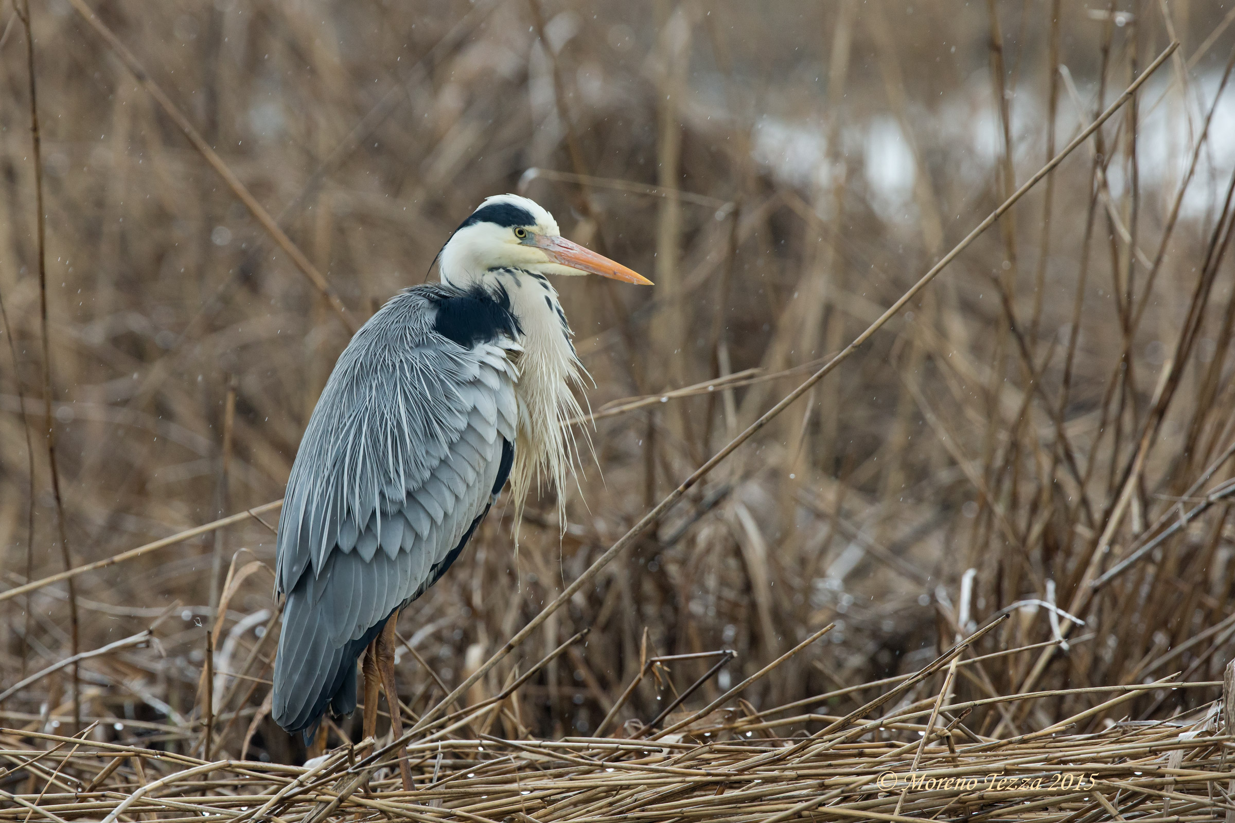 Grey Heron wet