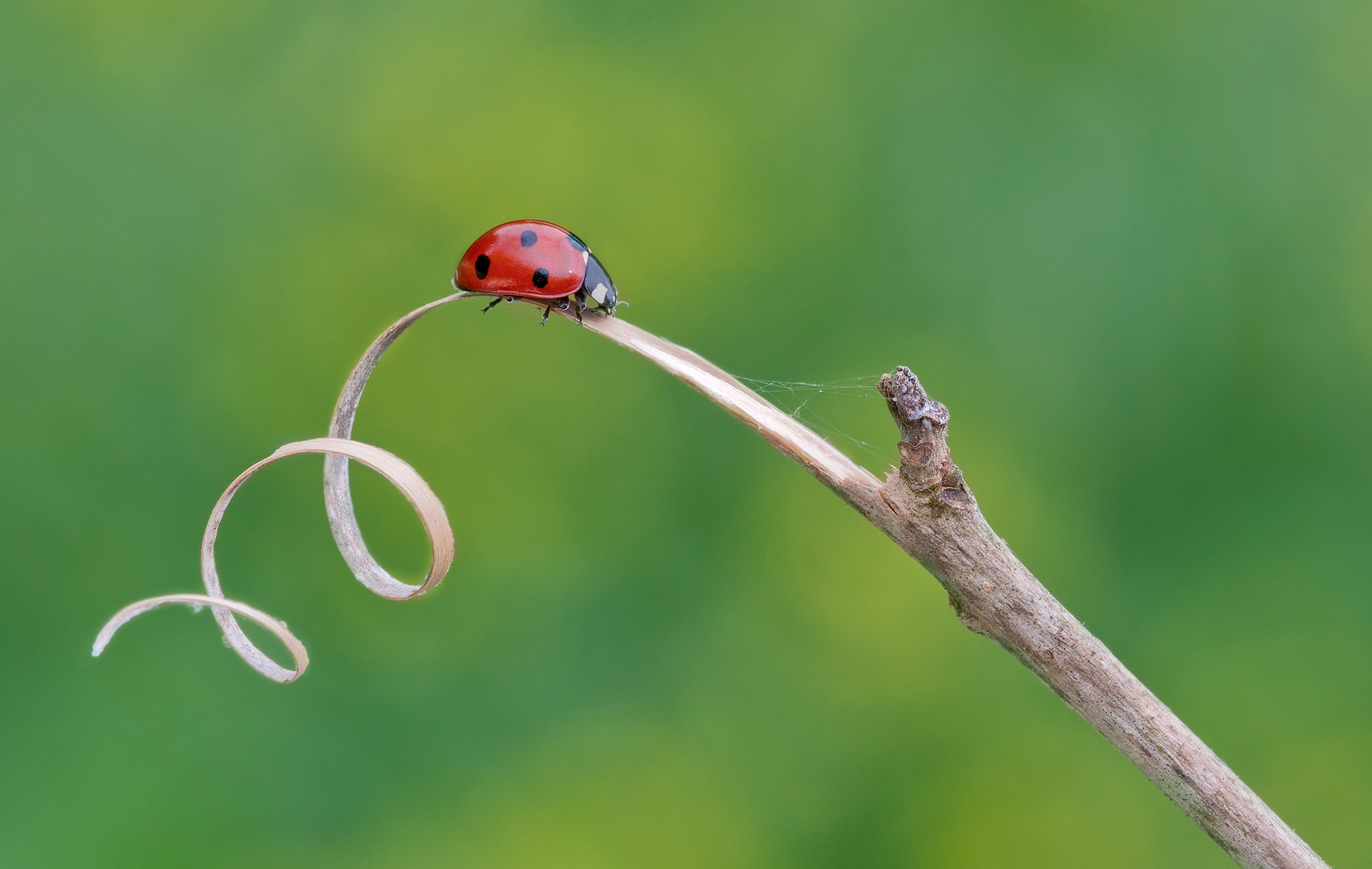 Ogni riccio un capriccio