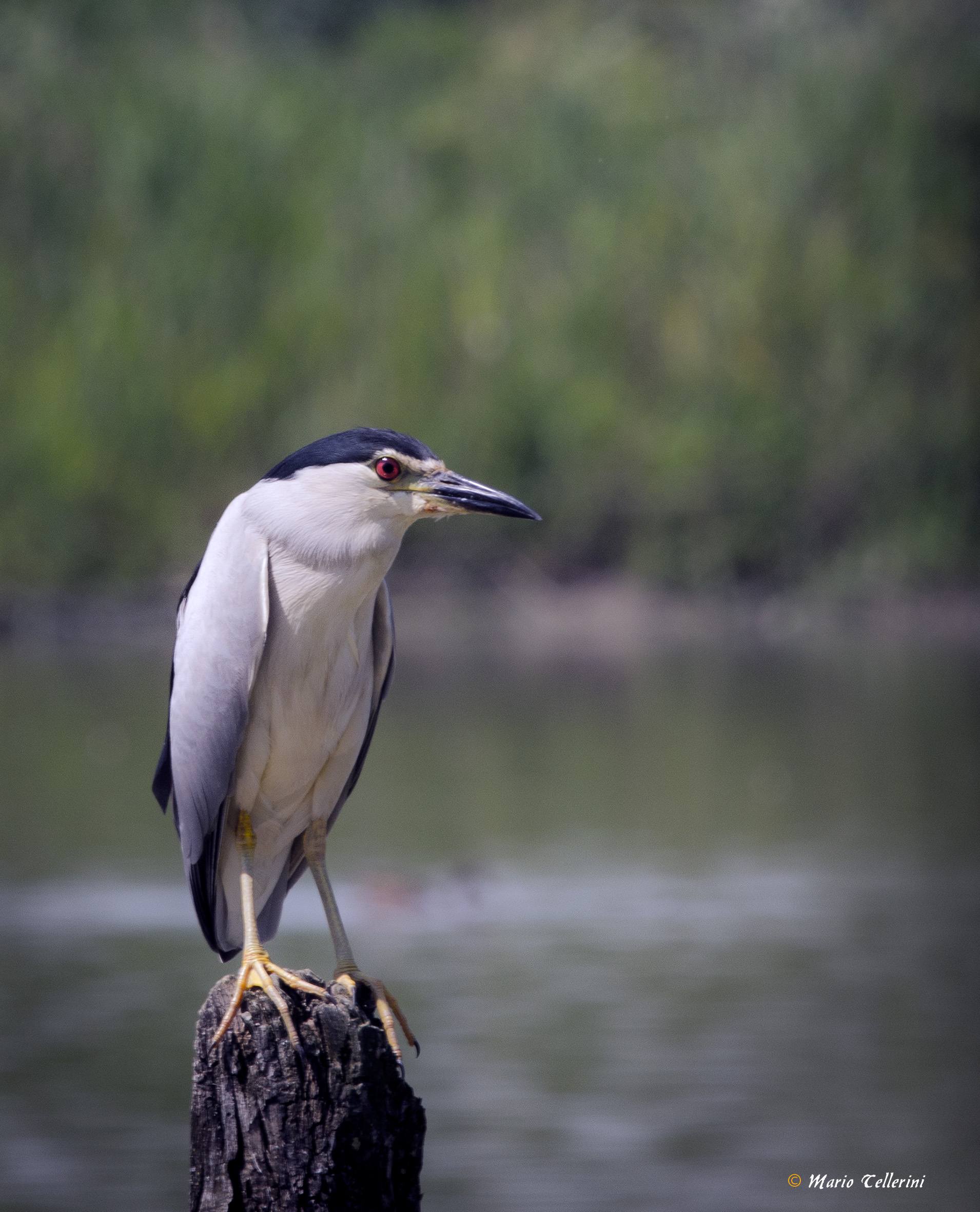 Night Heron