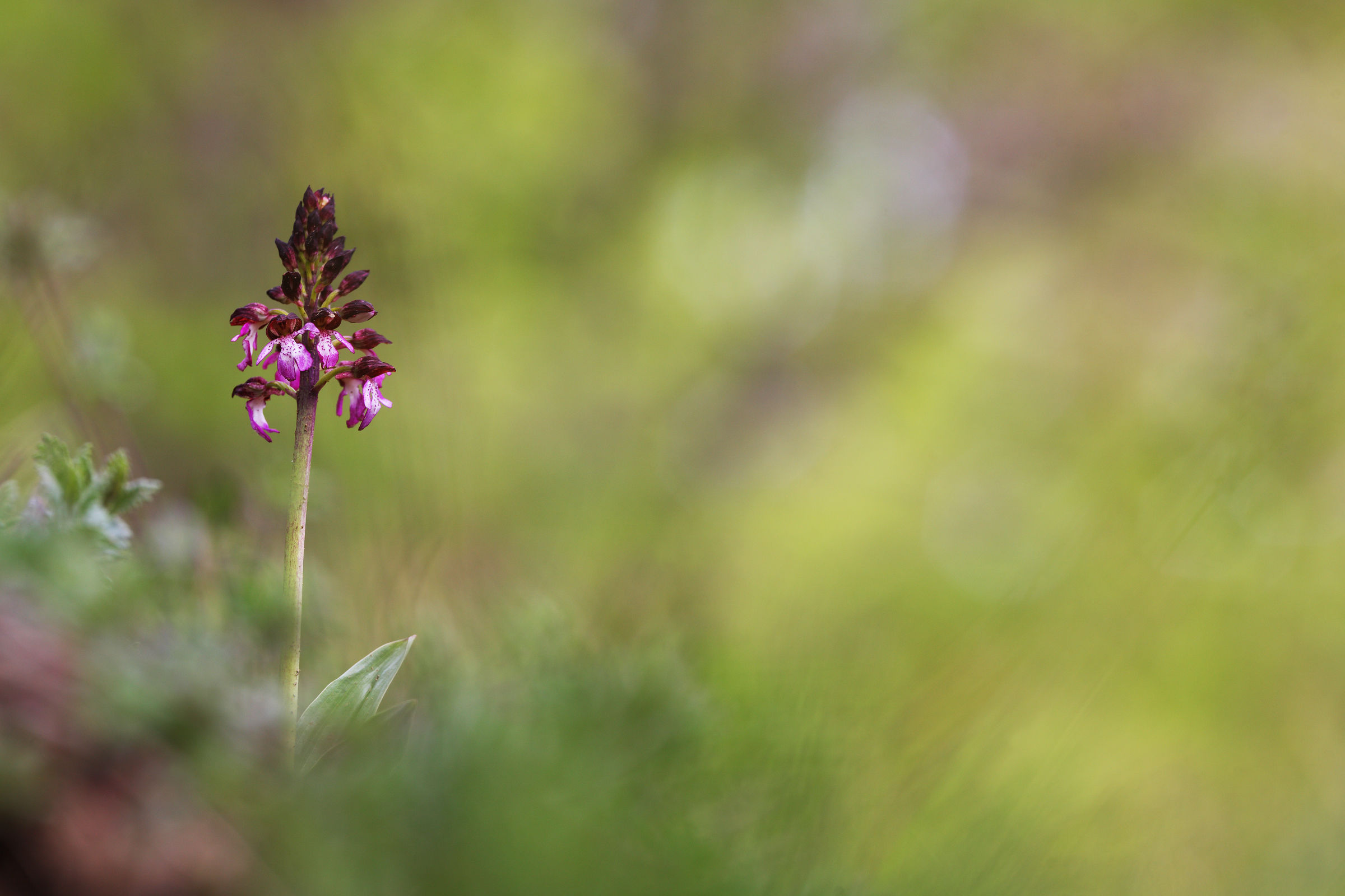 Orchis purpurea
