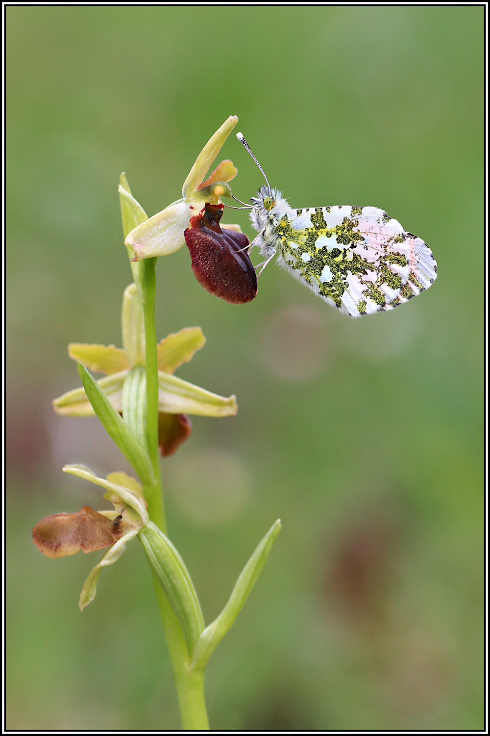 Anthocharis cardamines of Ophrys sphegodes