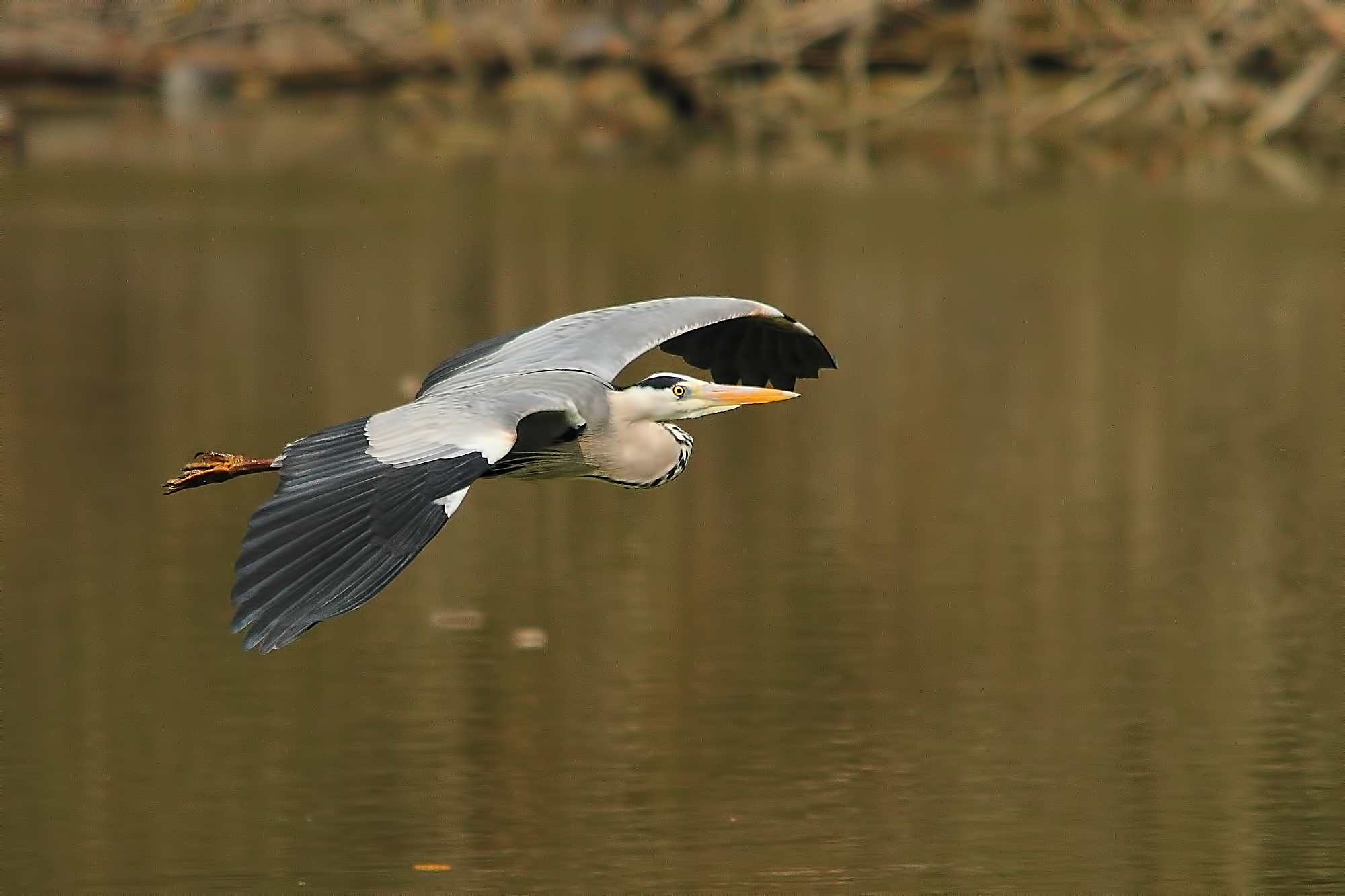 Heron in flight.