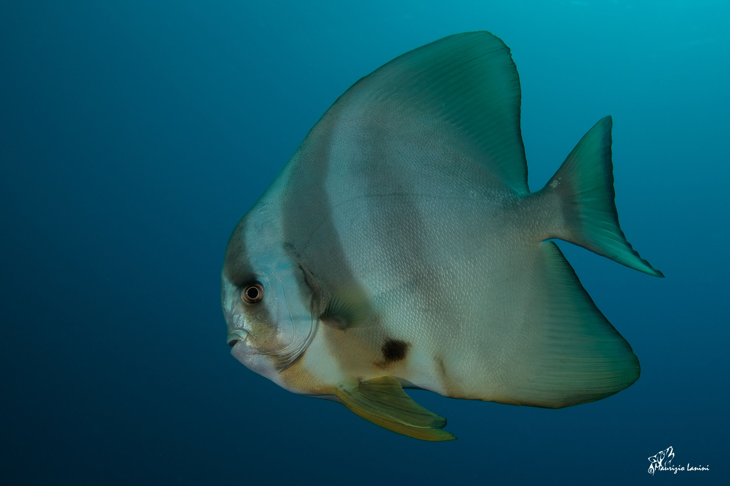 Pesce pipistrello ( solo HD)