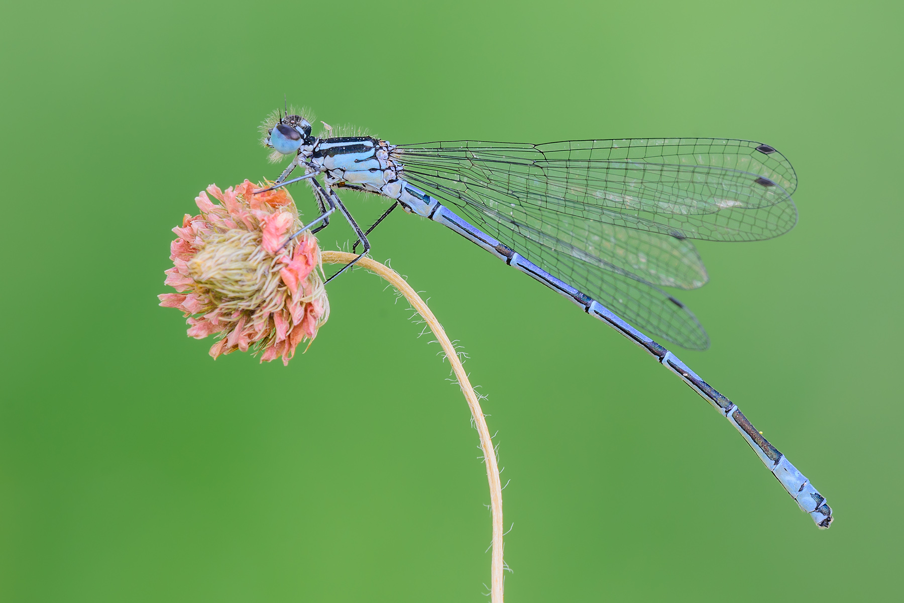 Azure Damselfly
