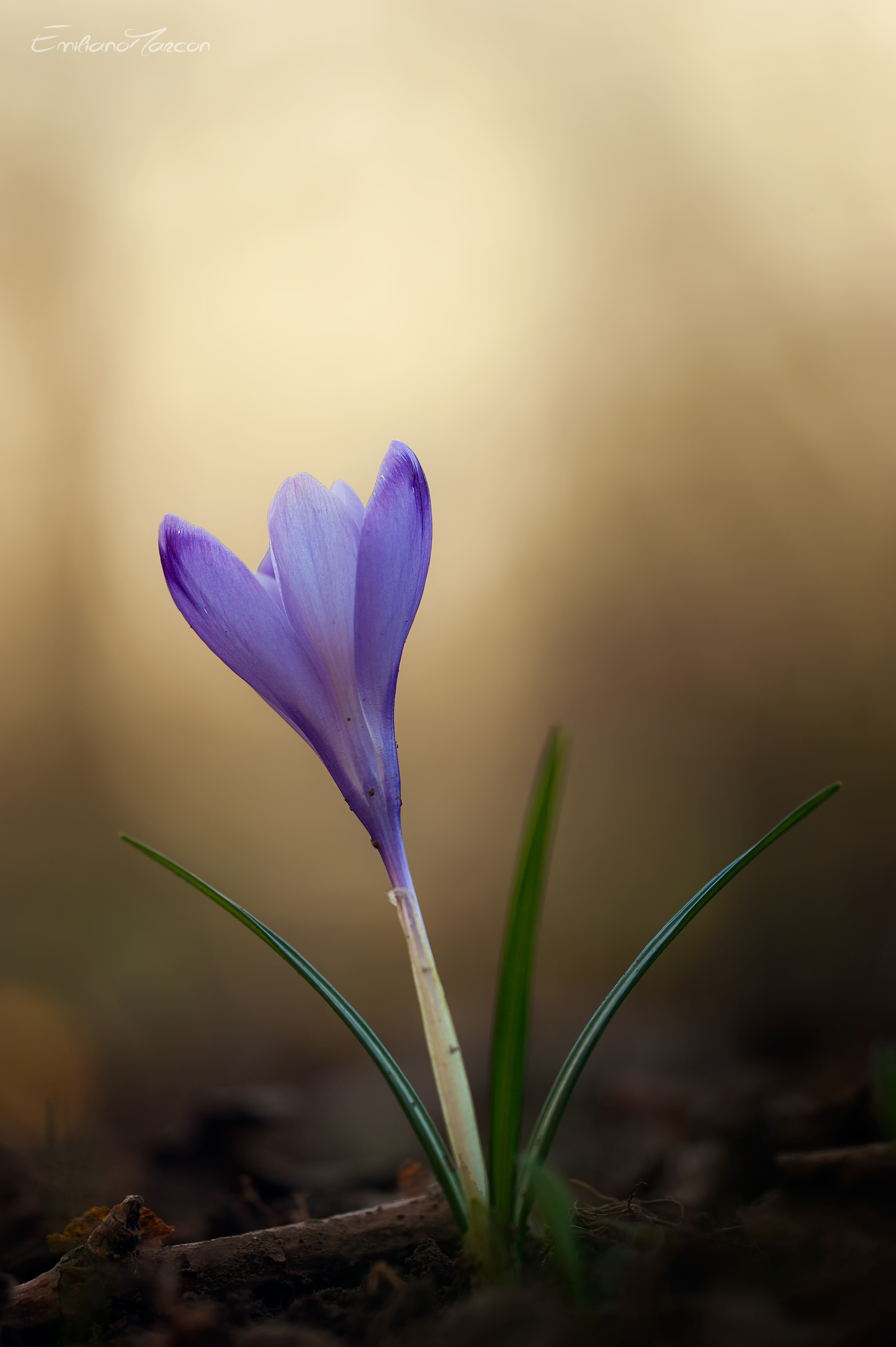 Crocus