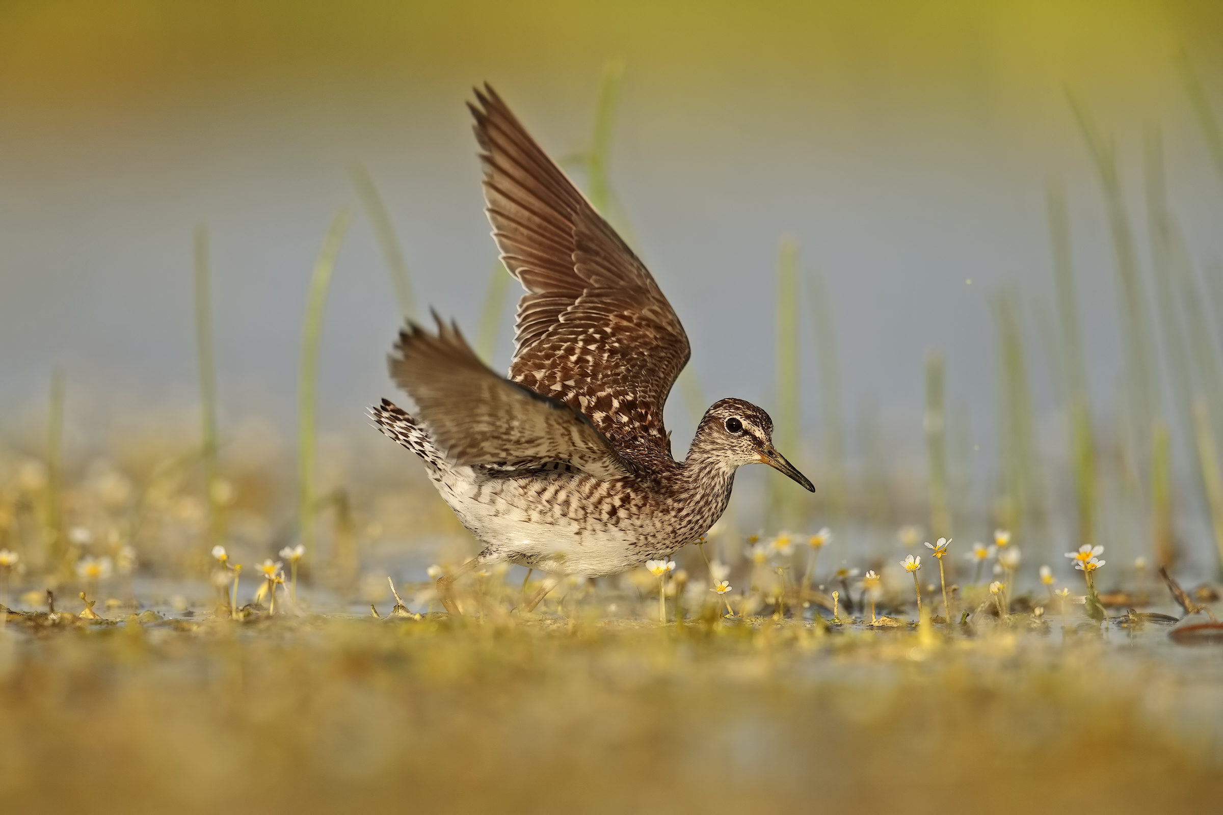 Piro Piro fra i ranuncoli