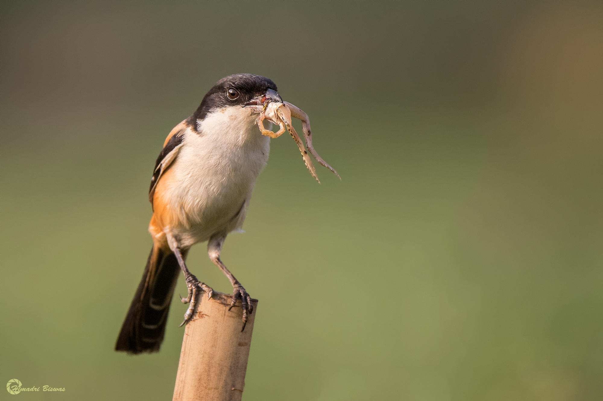 Long tail shrike with prey
