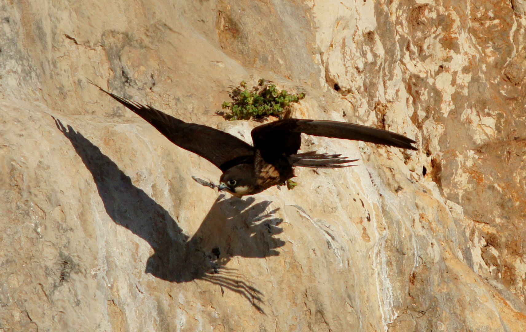 Eleonora's falcon cliffs of Cala Gonone