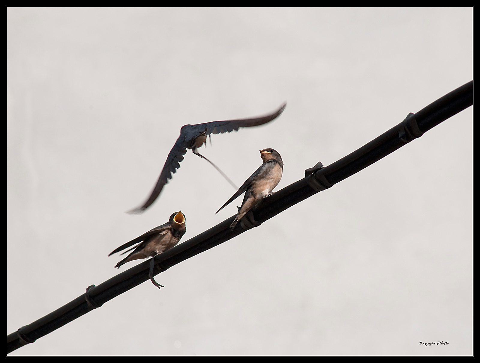 sotto le ali della mamma
