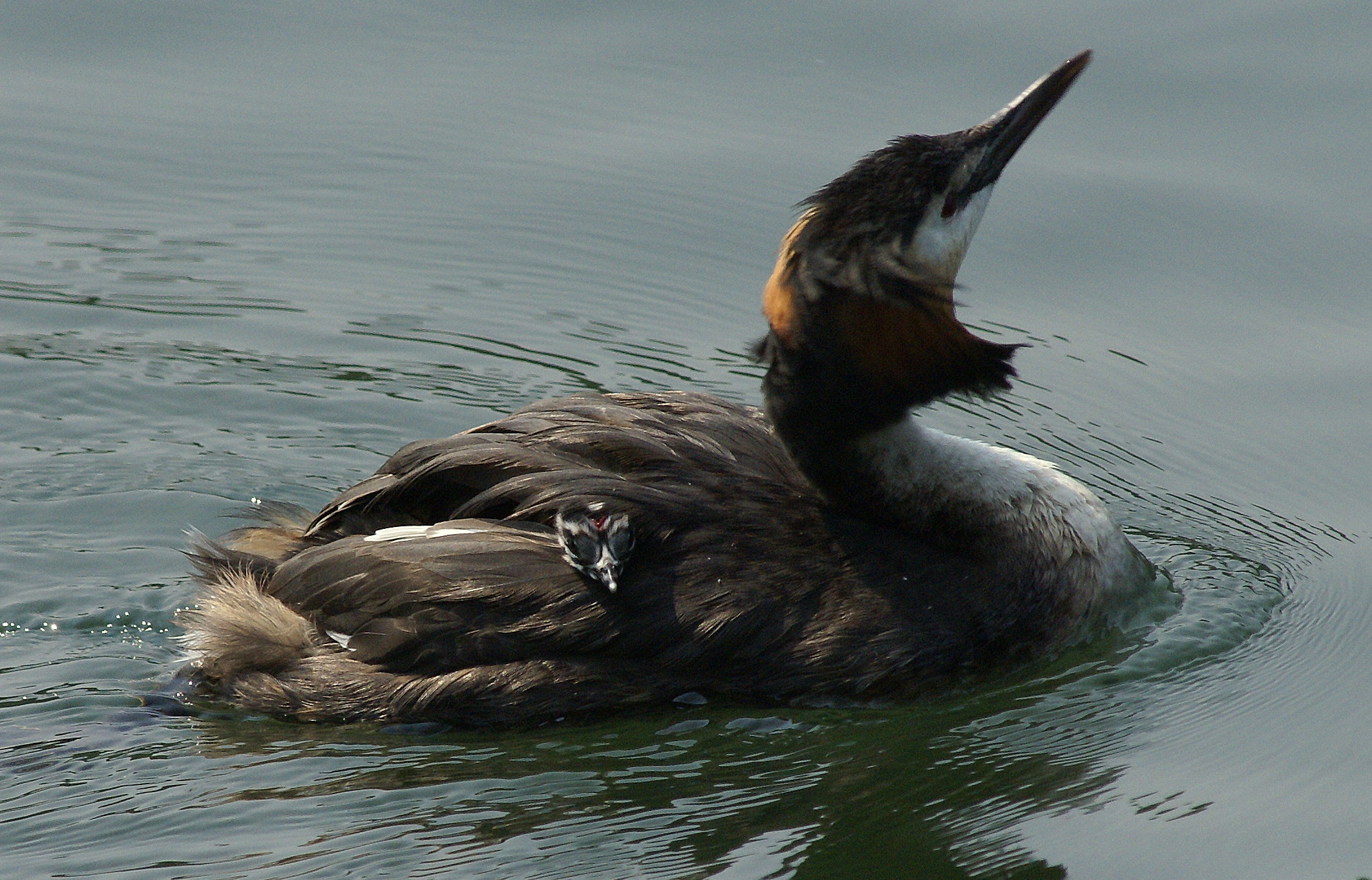Great Crested Grebe Lake Varese