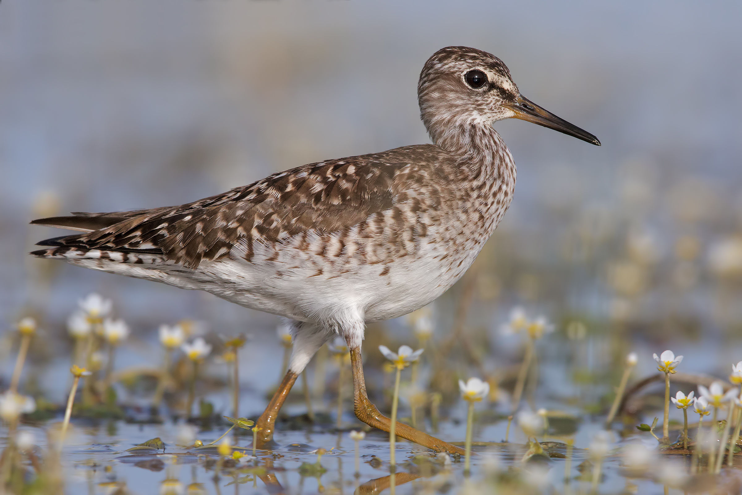 Piro piro boschereccio