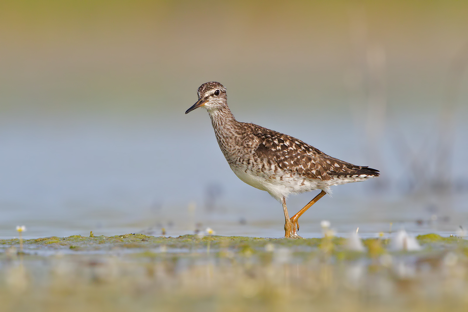 Piro piro boschereccio ( test 7d2 a 1600 mm + crop )