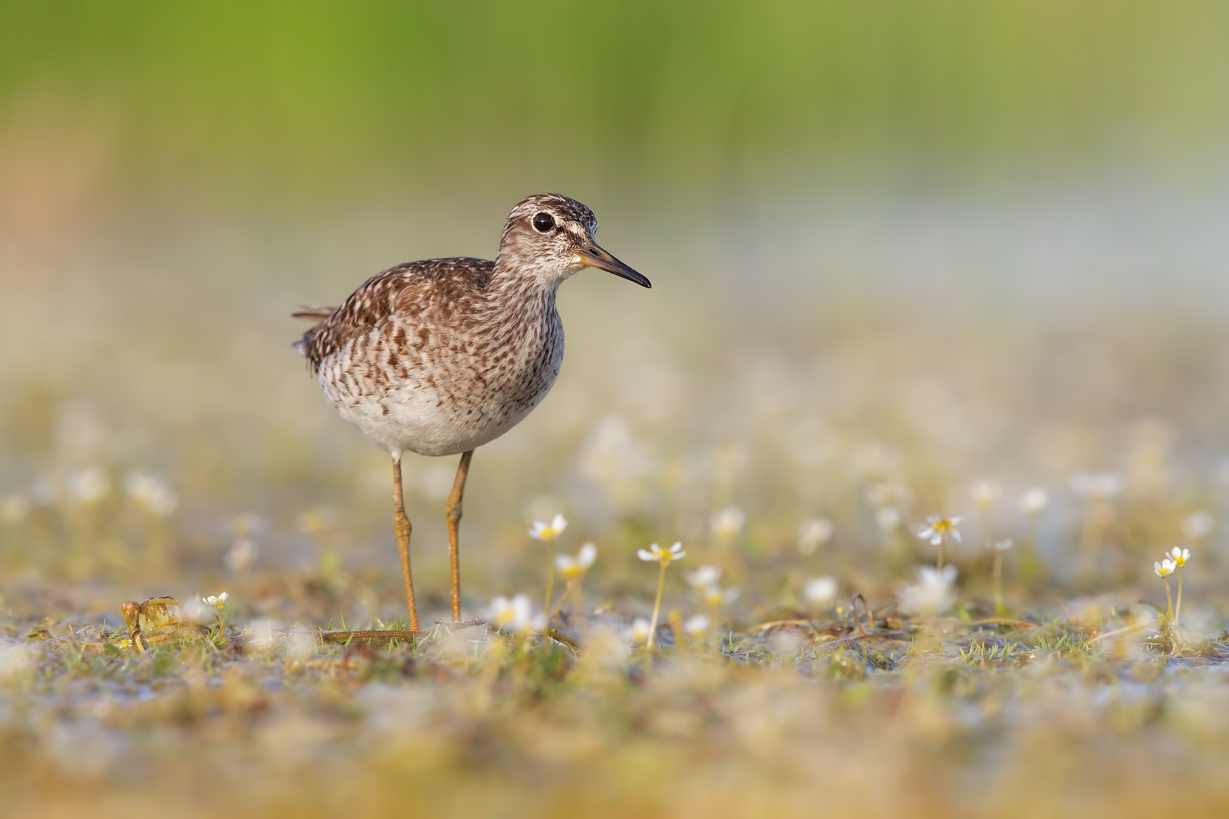 La primavera del boschereccio