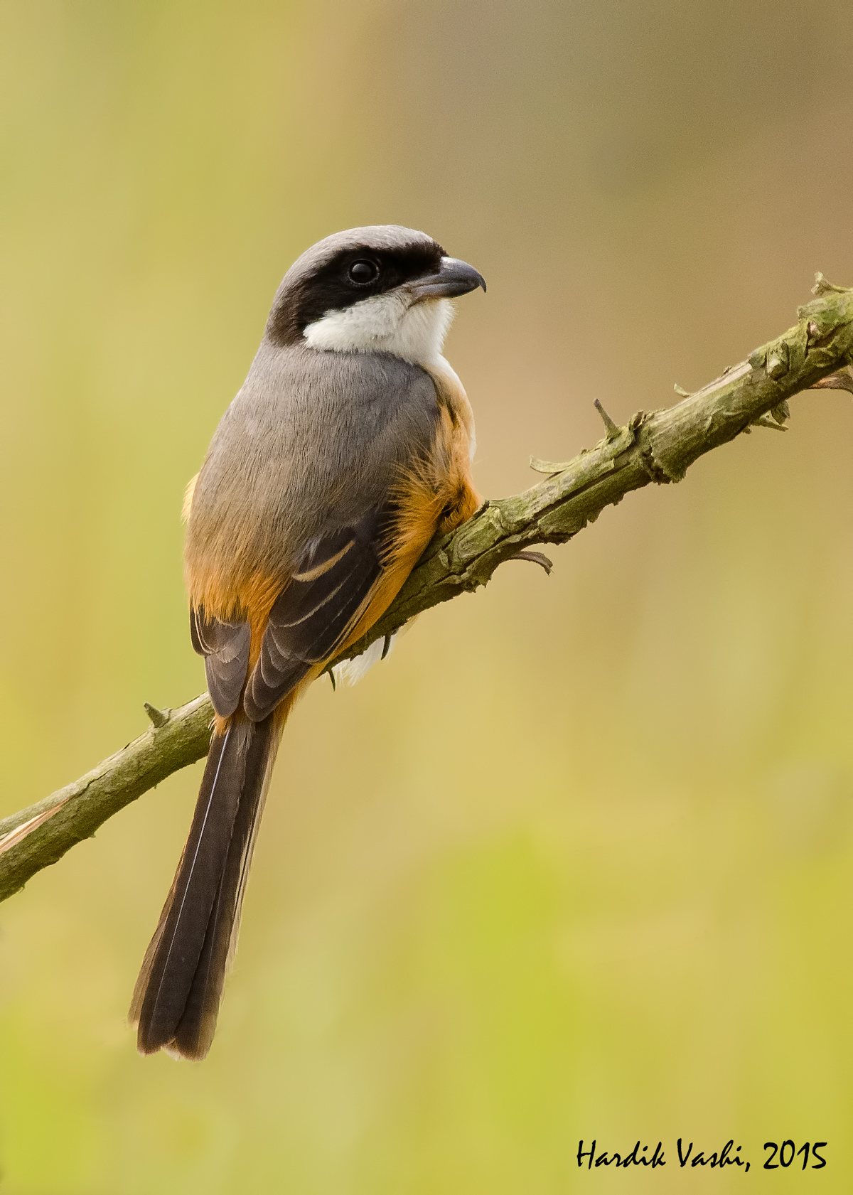 Dalla coda lunga Shrike