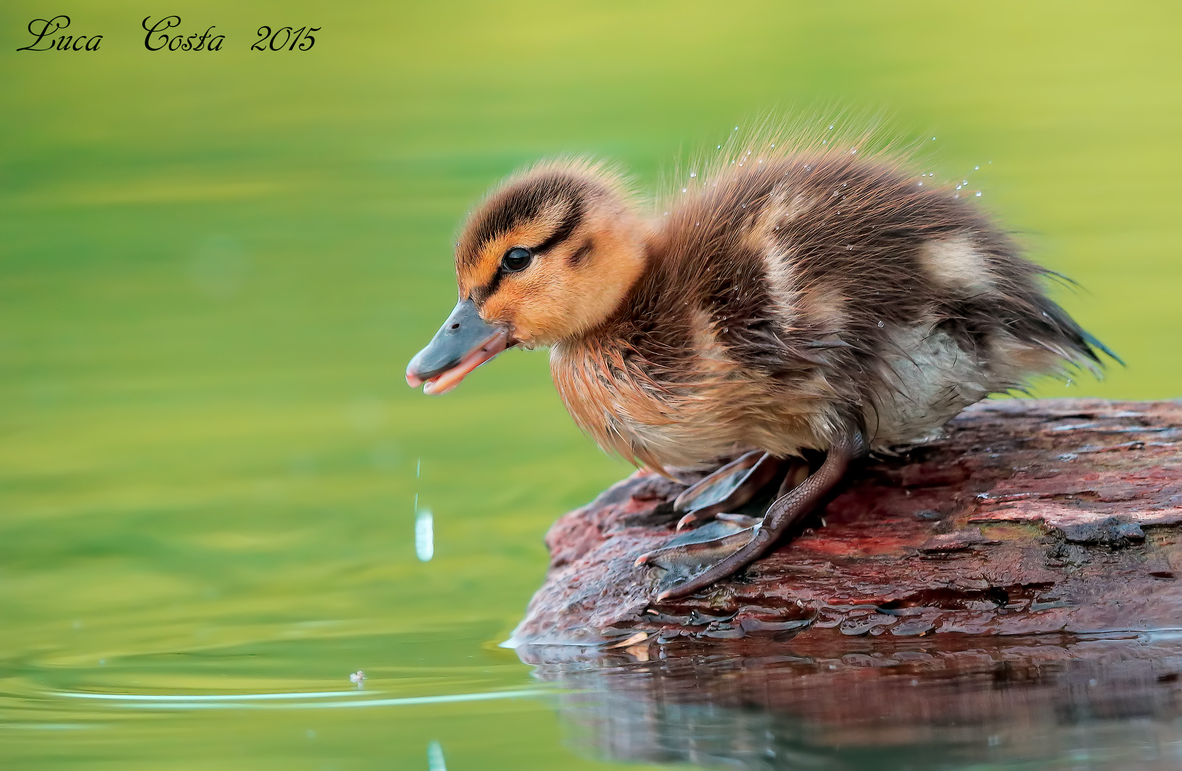 15 grammi di tenerezza
