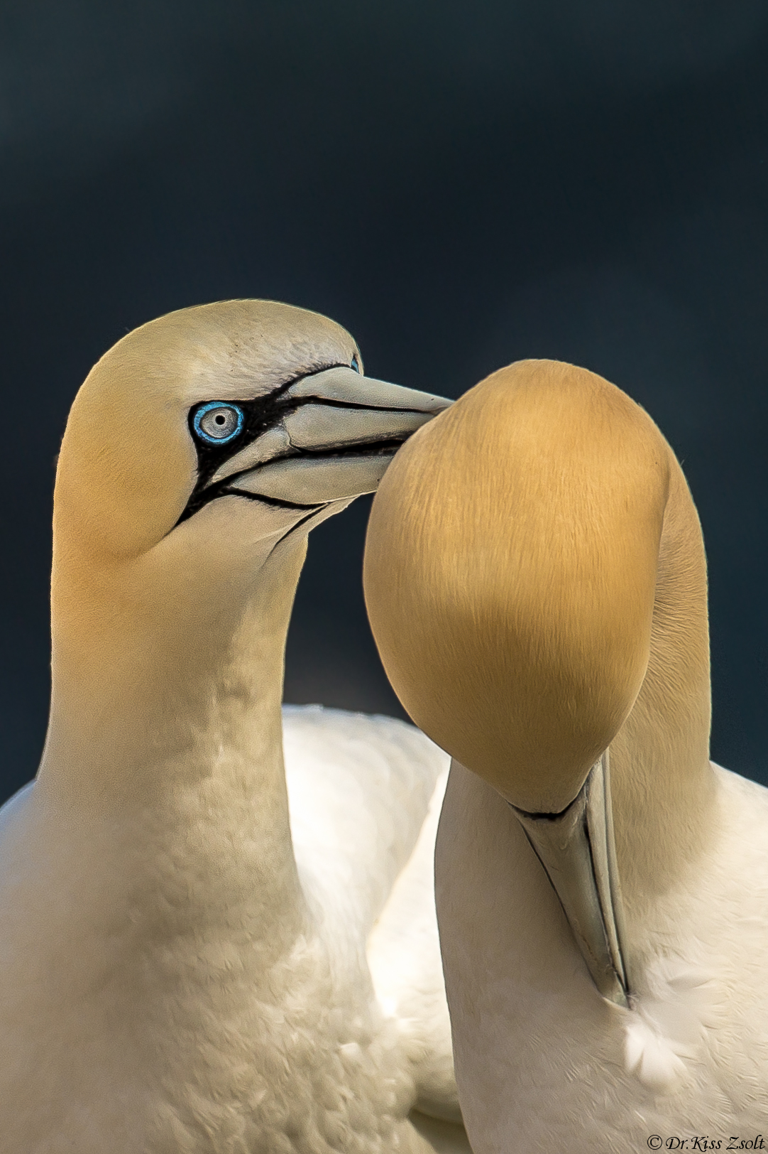 Gannet love