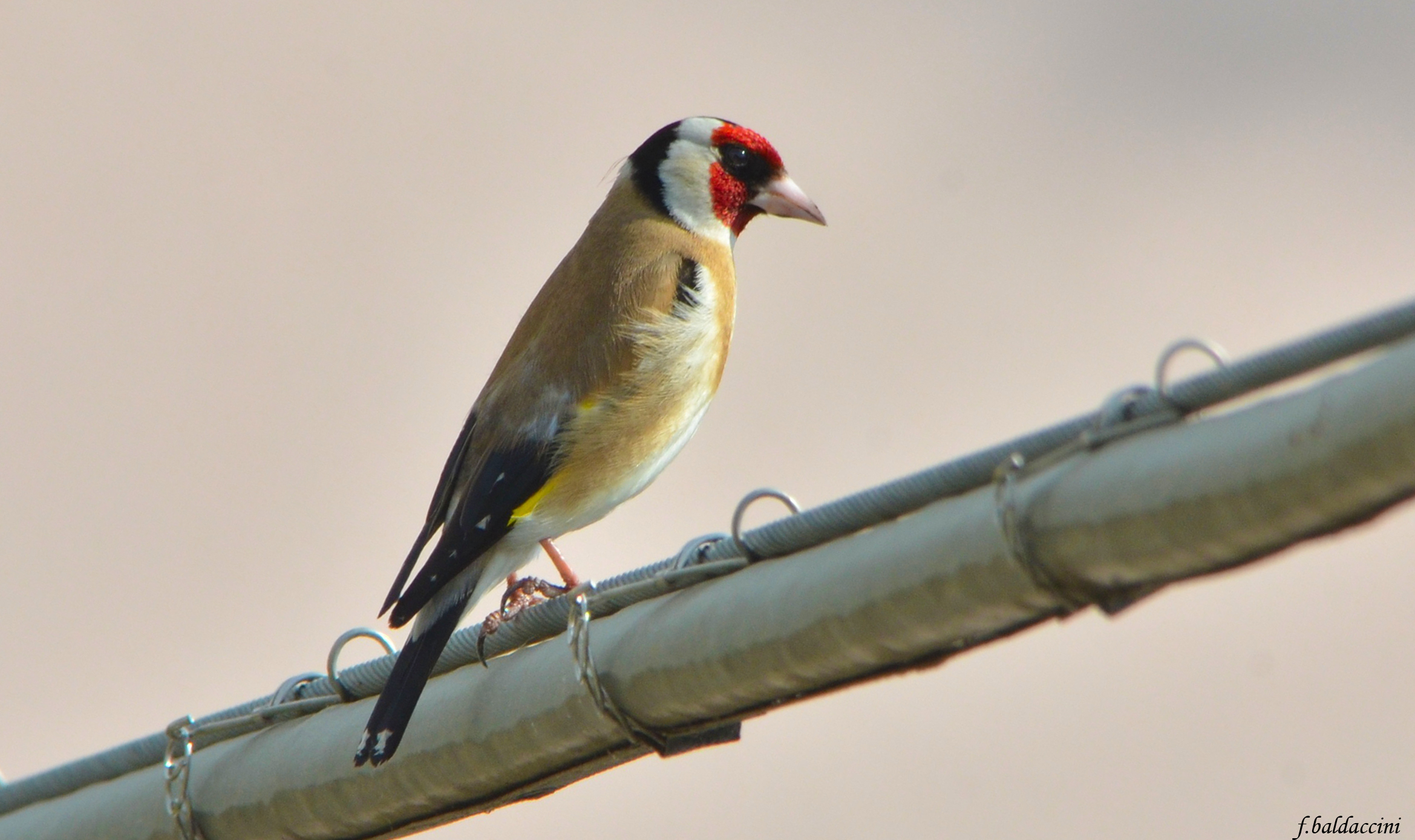 goldfinch