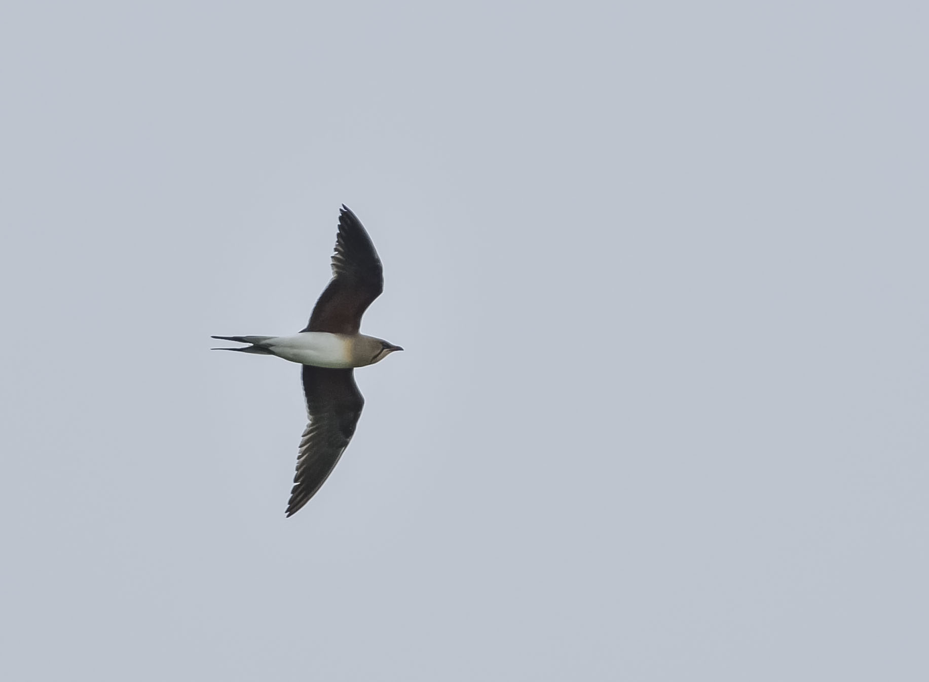 pratincole