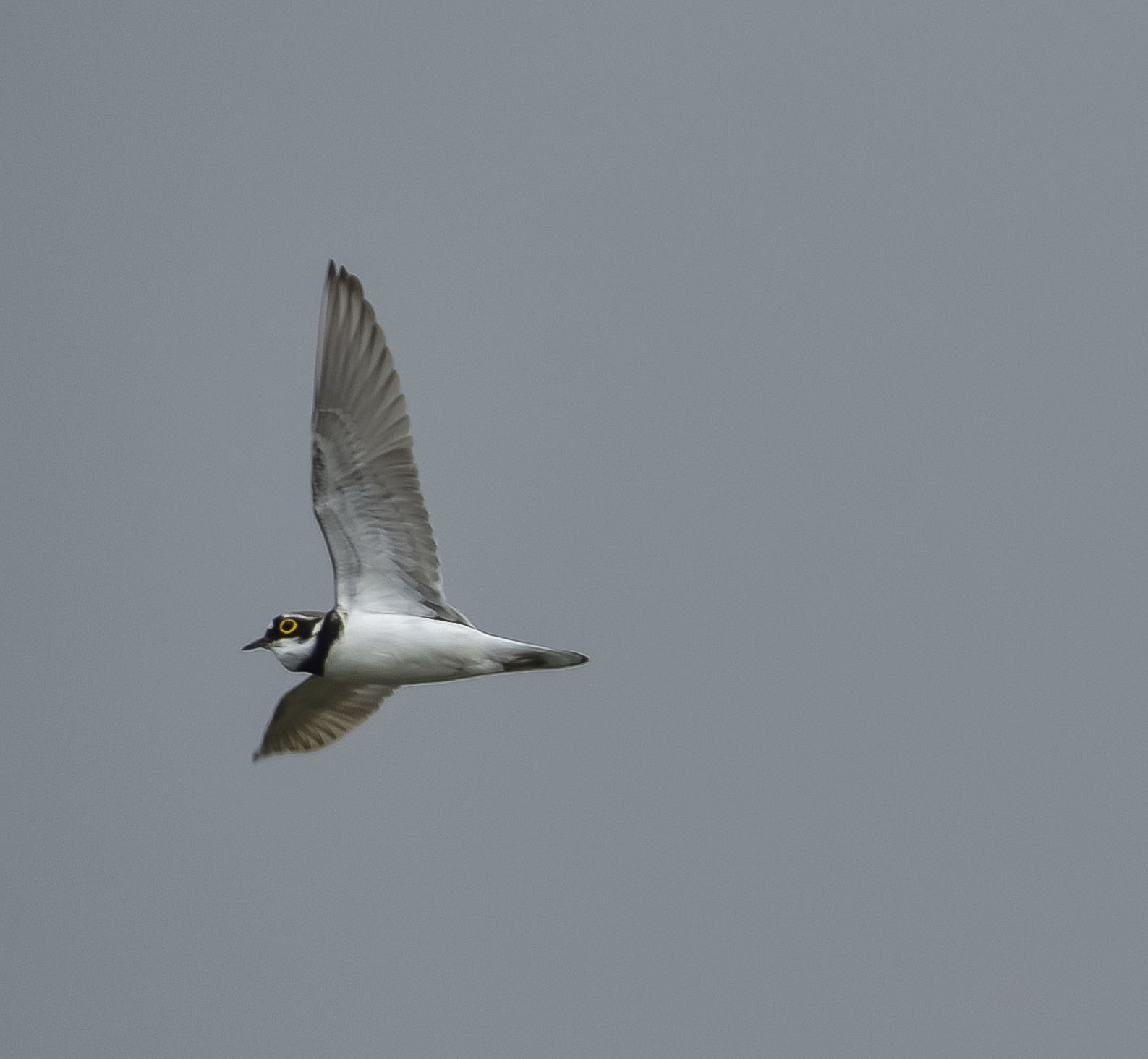little ringed plover