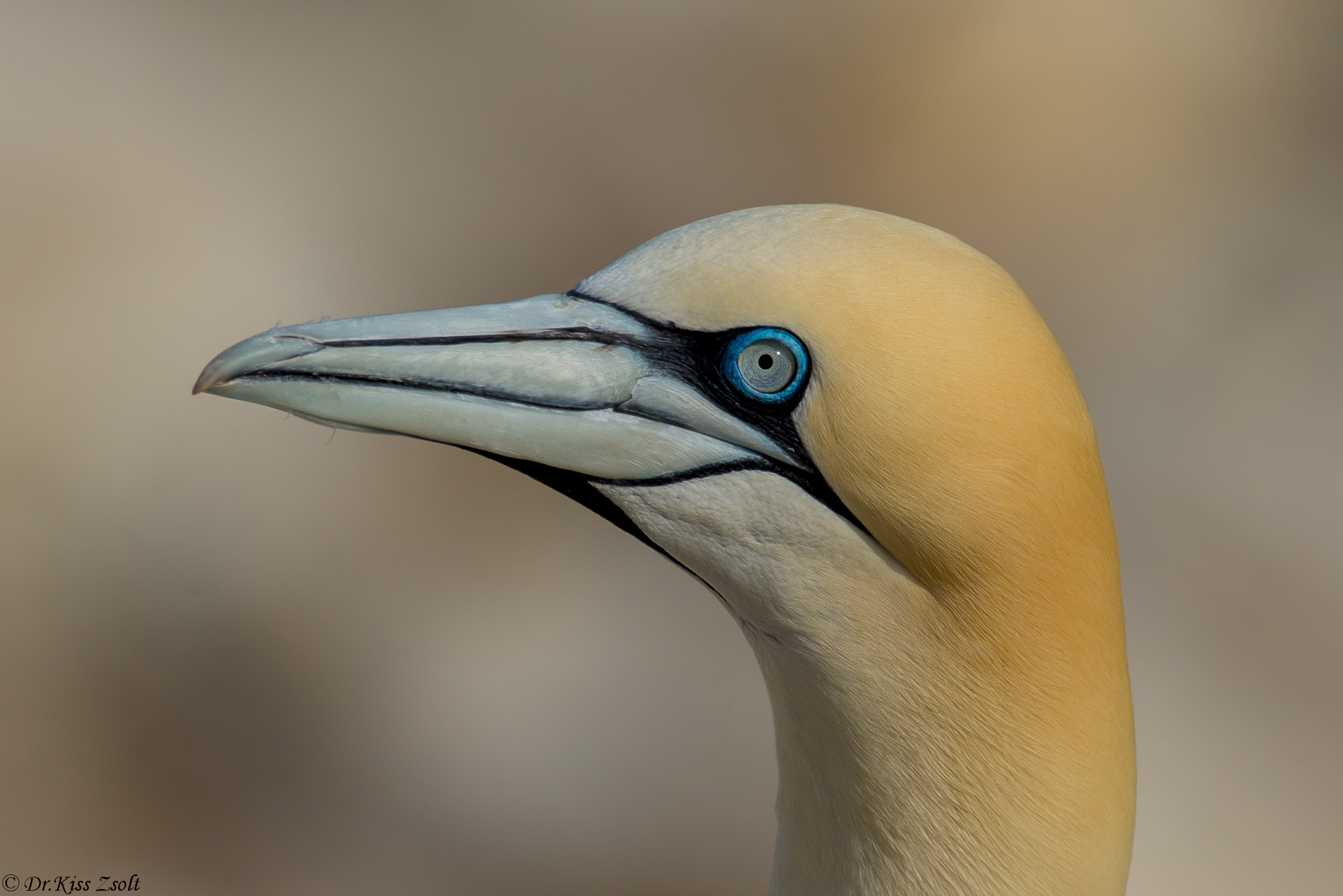 Gannet ritratto