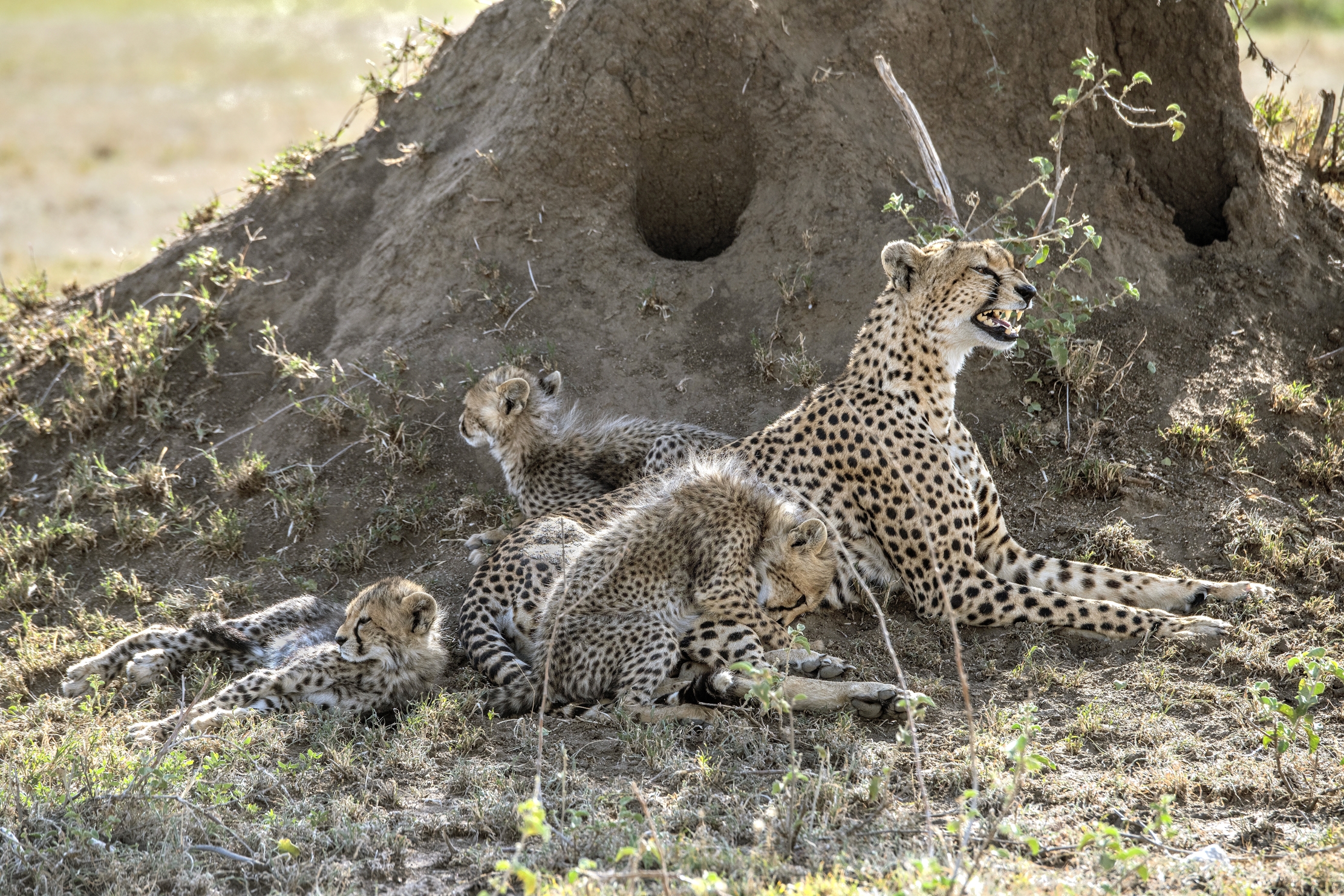 Tanzania 2015 - Qualcuno la sta facendo arrabbiare!!