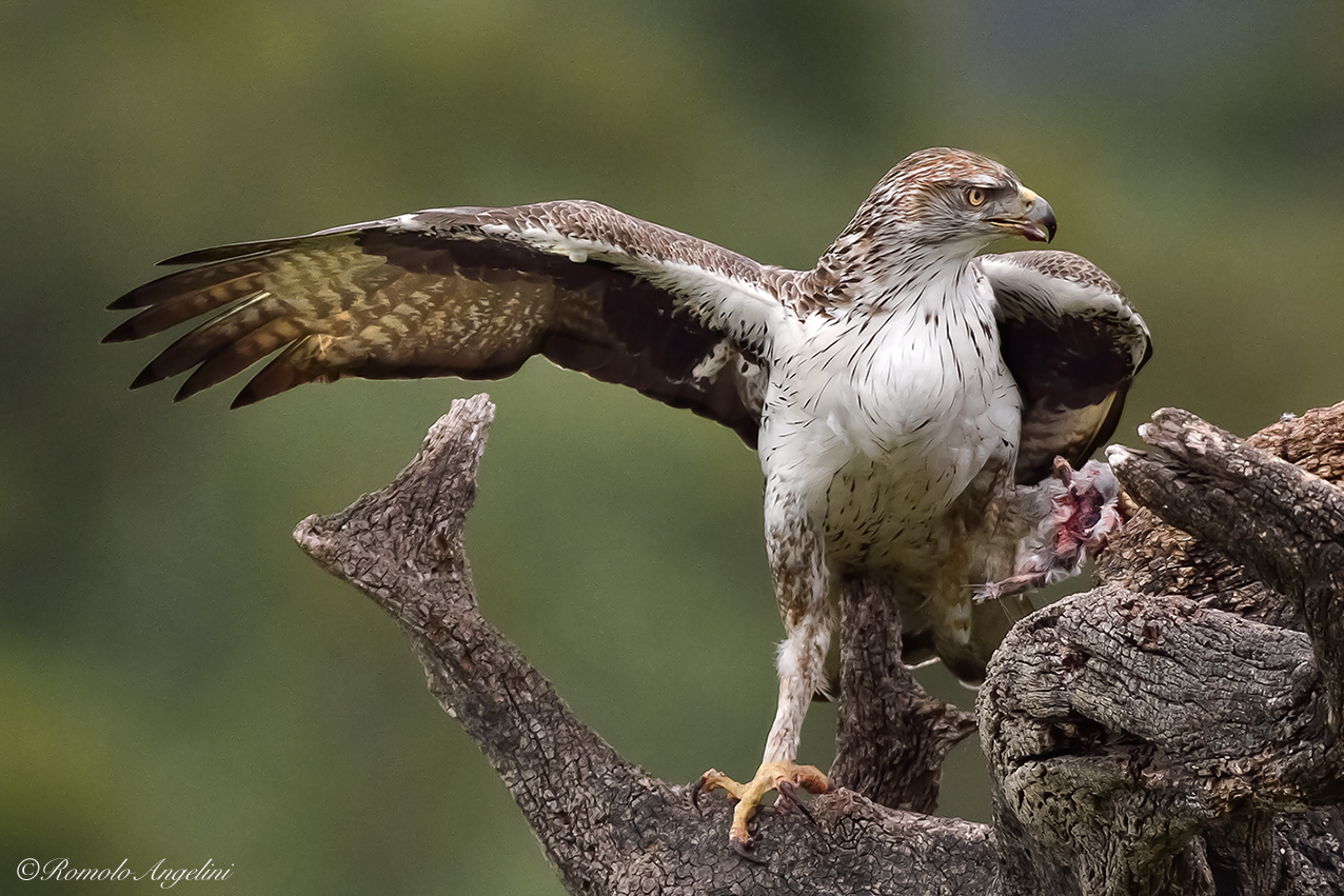 Aquila di Bonelli, una specie a rischio di estinzione.