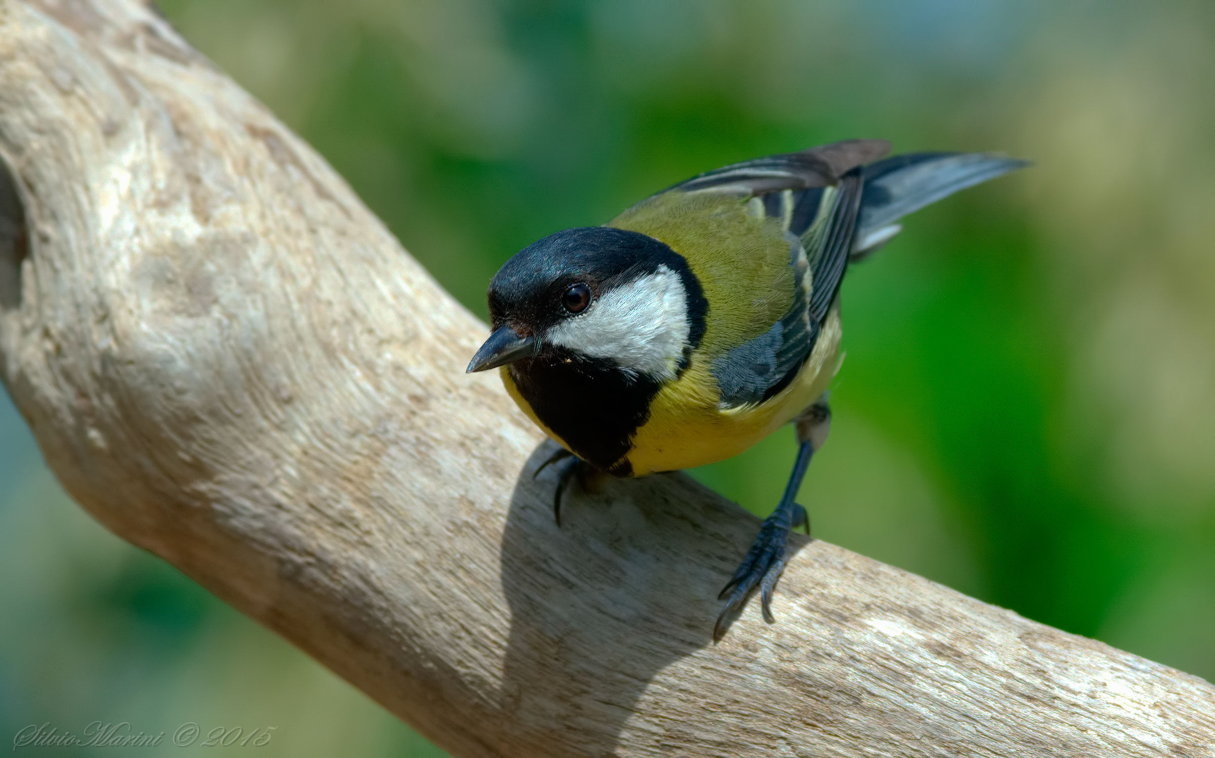 Cinciallegra  (Parus major)