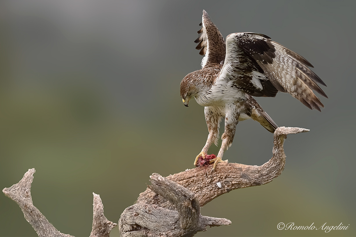 Aquila di Bonelli secondo scatto.