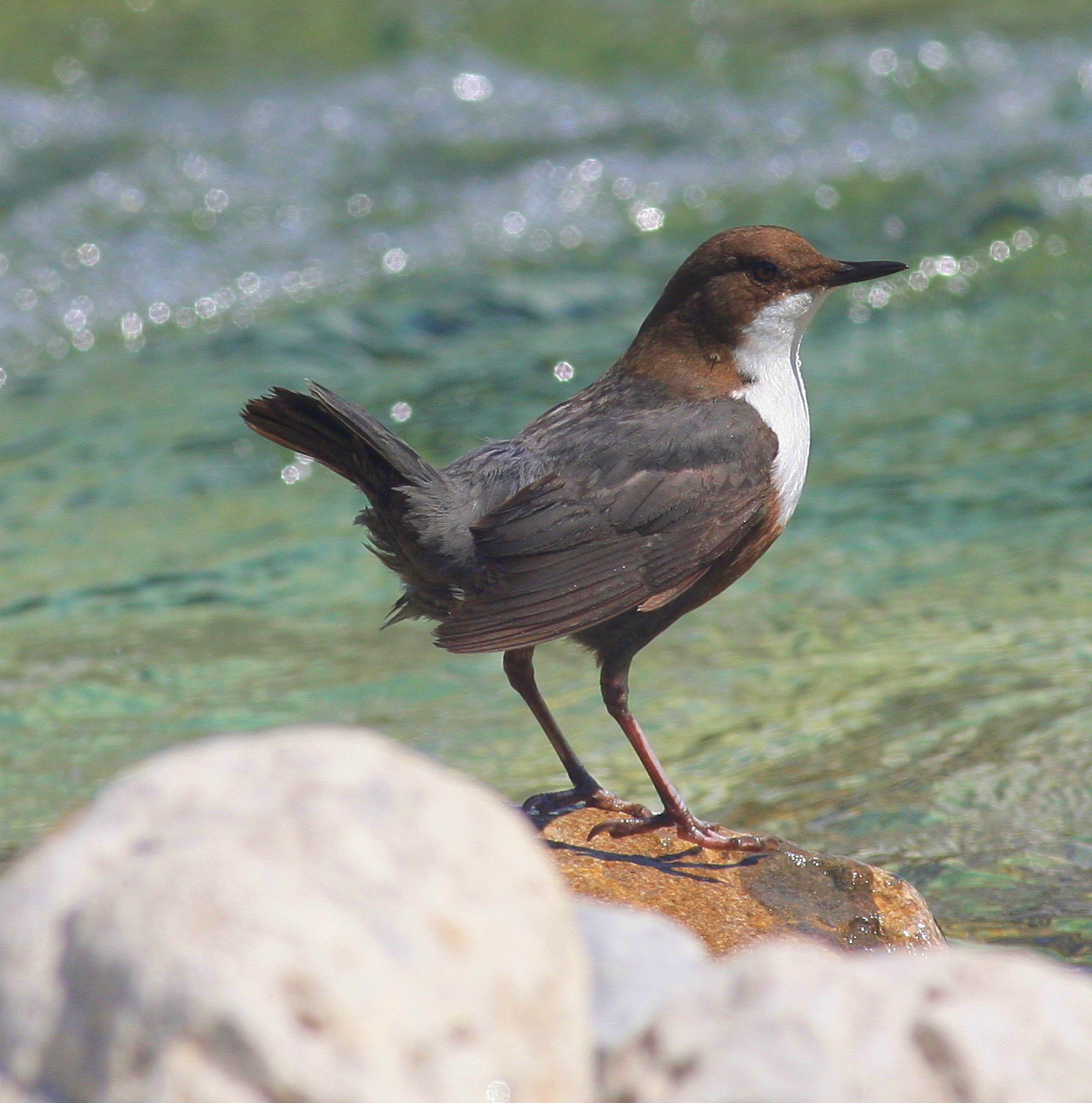 merlo acquaiolo / cinclus cinclus