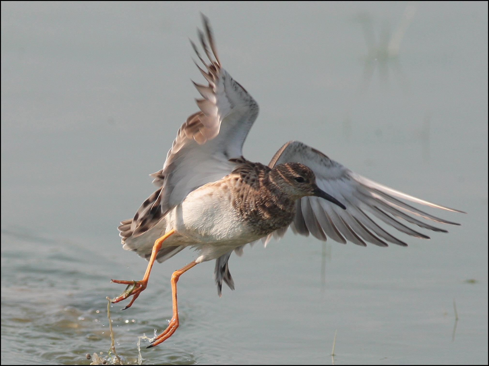 combattente / Philomachus pugnax