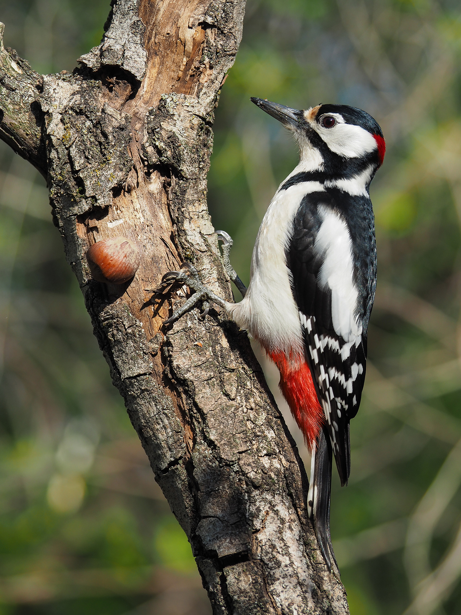 Spotted Woodpecker (male)