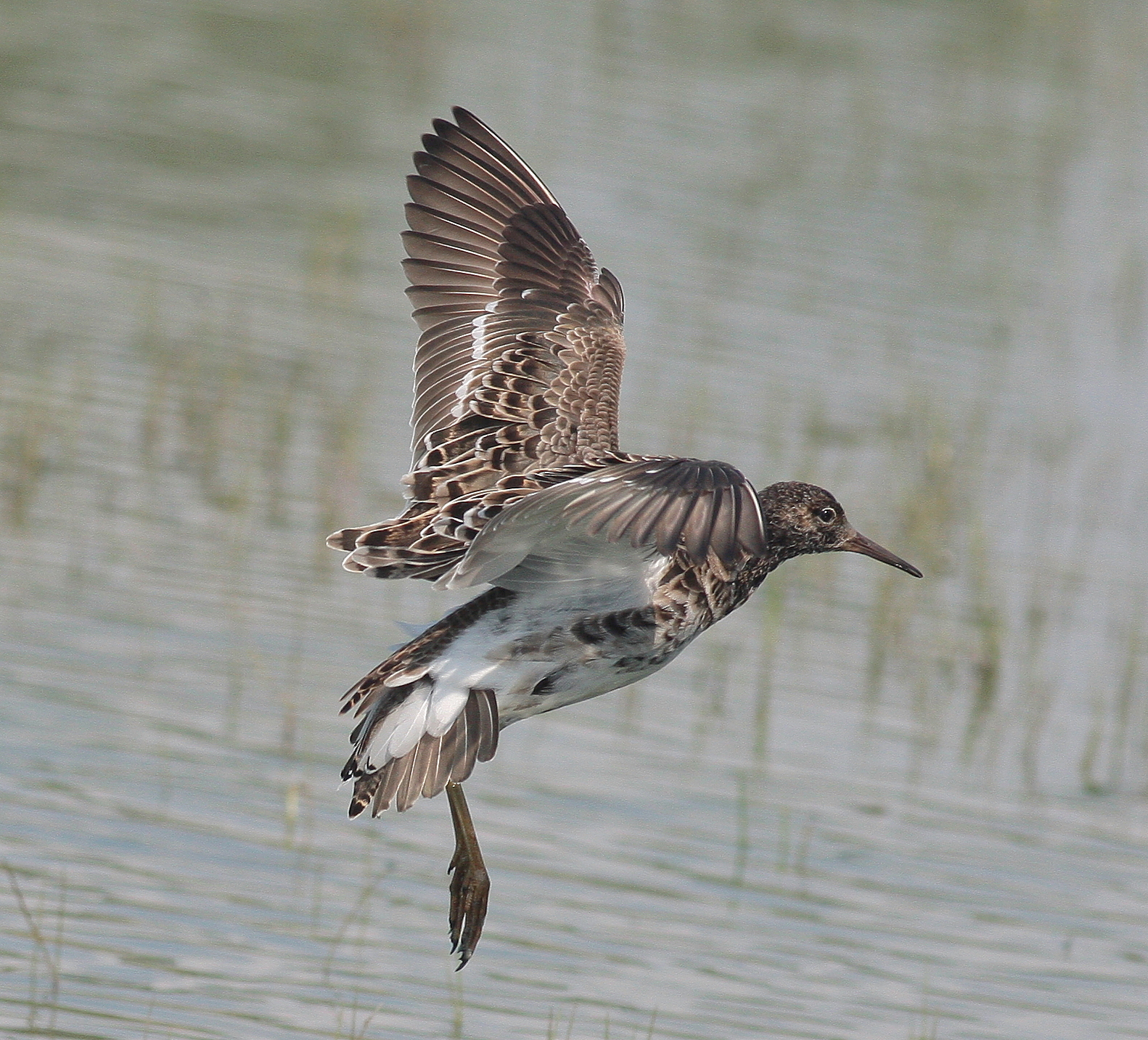 combattente / Philomachus pugnax