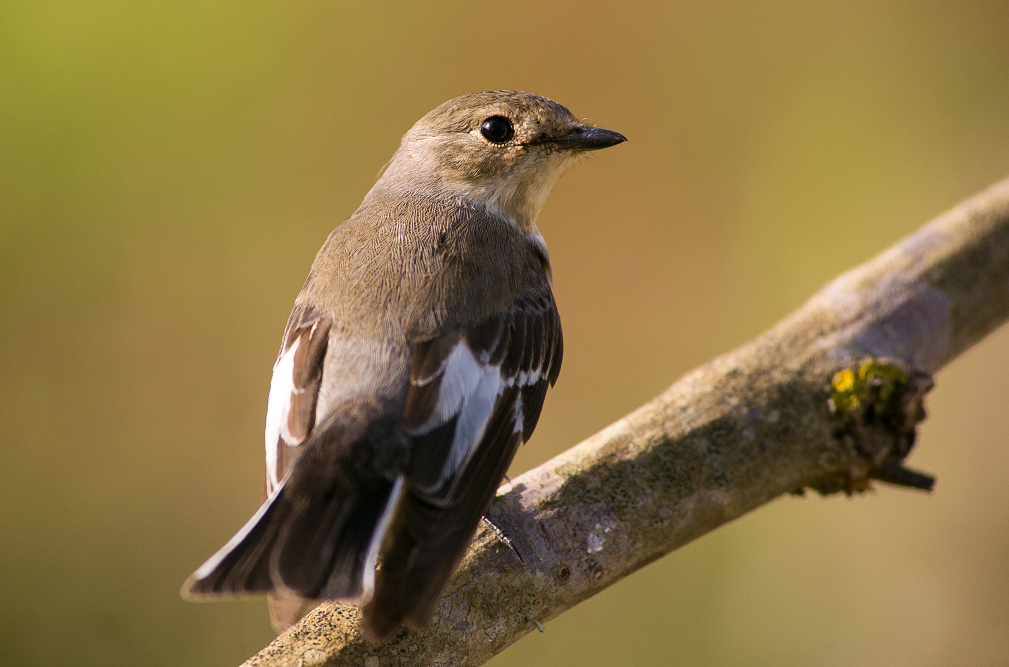 Balia nera capanno 2015