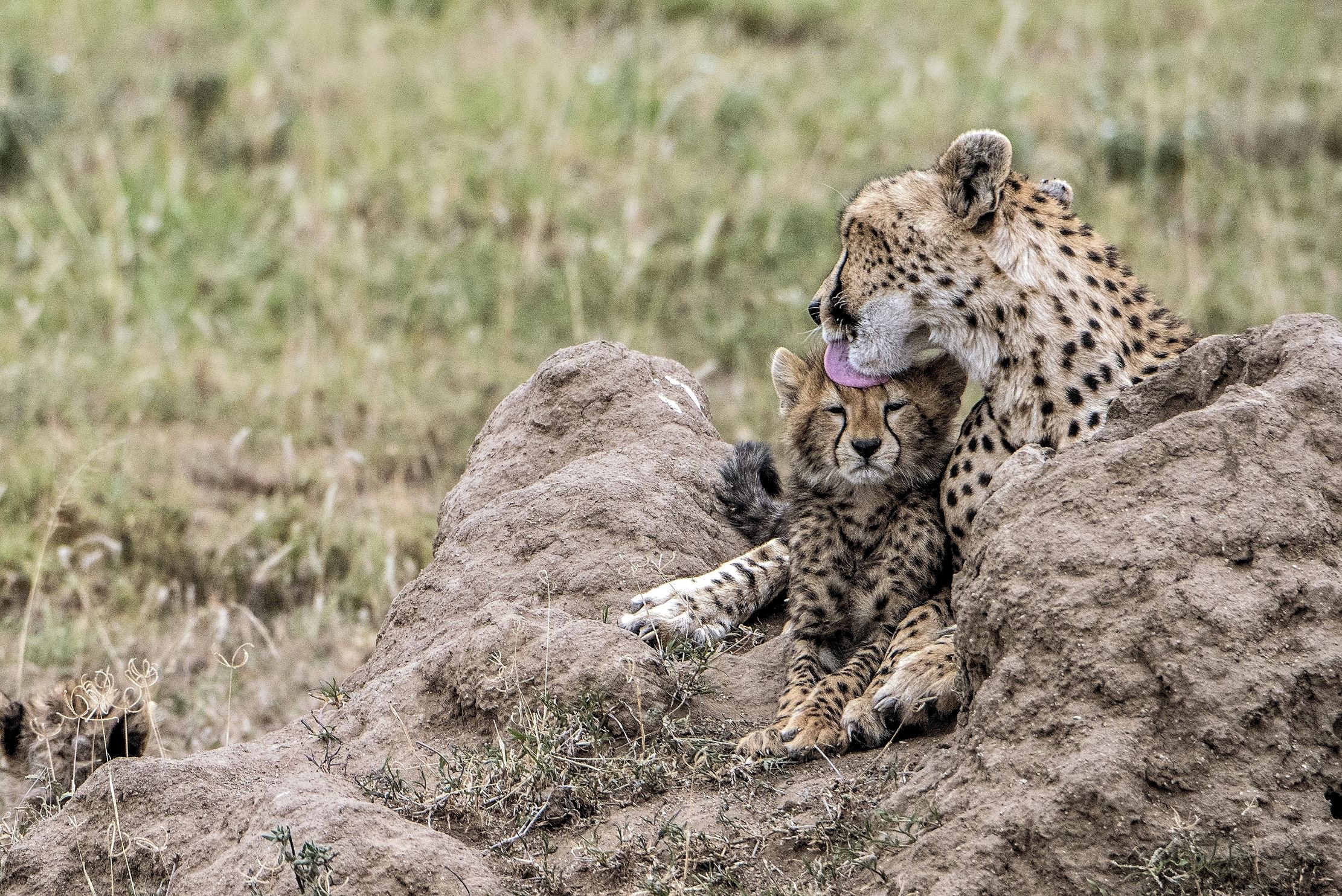 Tanzania 2015 - Bello di mamma...