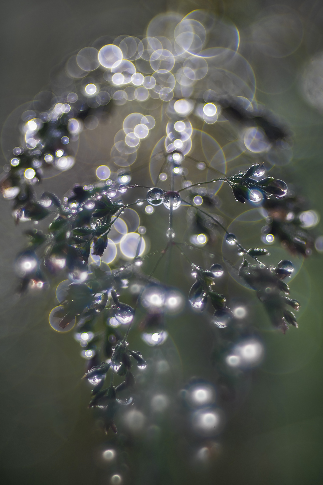 Aberration, blurred and optical defects