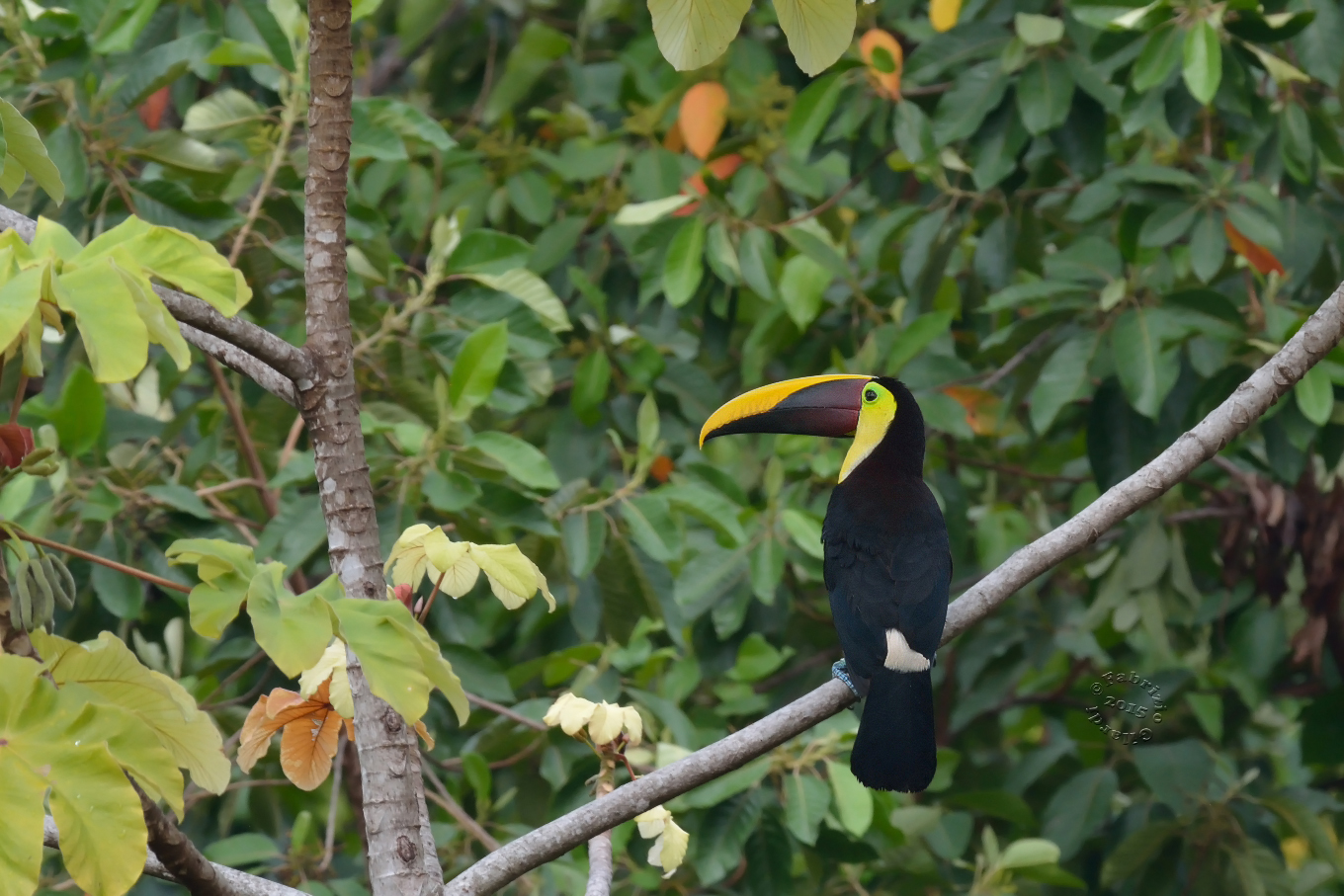 Tucano ambiguo (Ramphastos ambiguus)