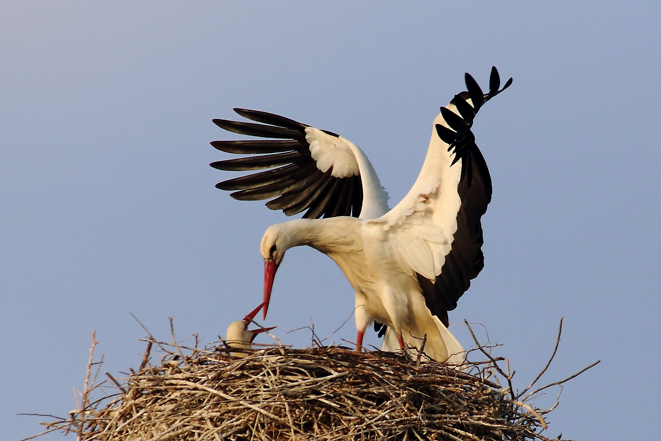 The return of the stork