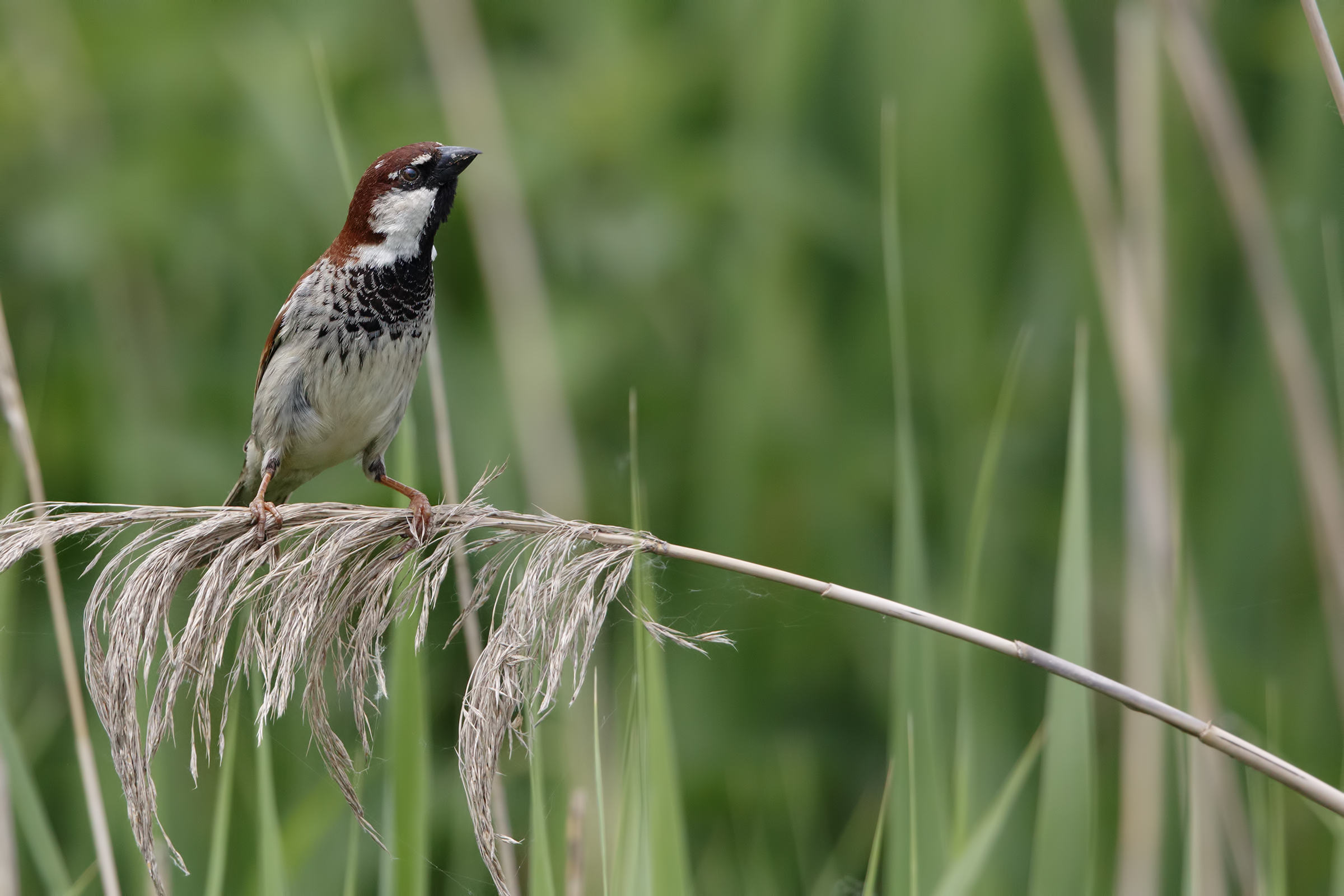 Passera d'Italia maschio