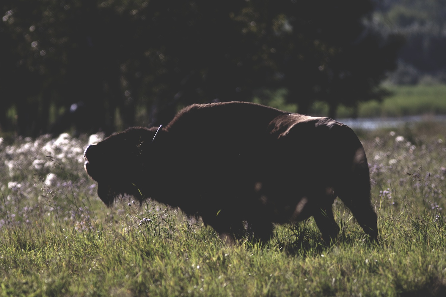 Plains Bison