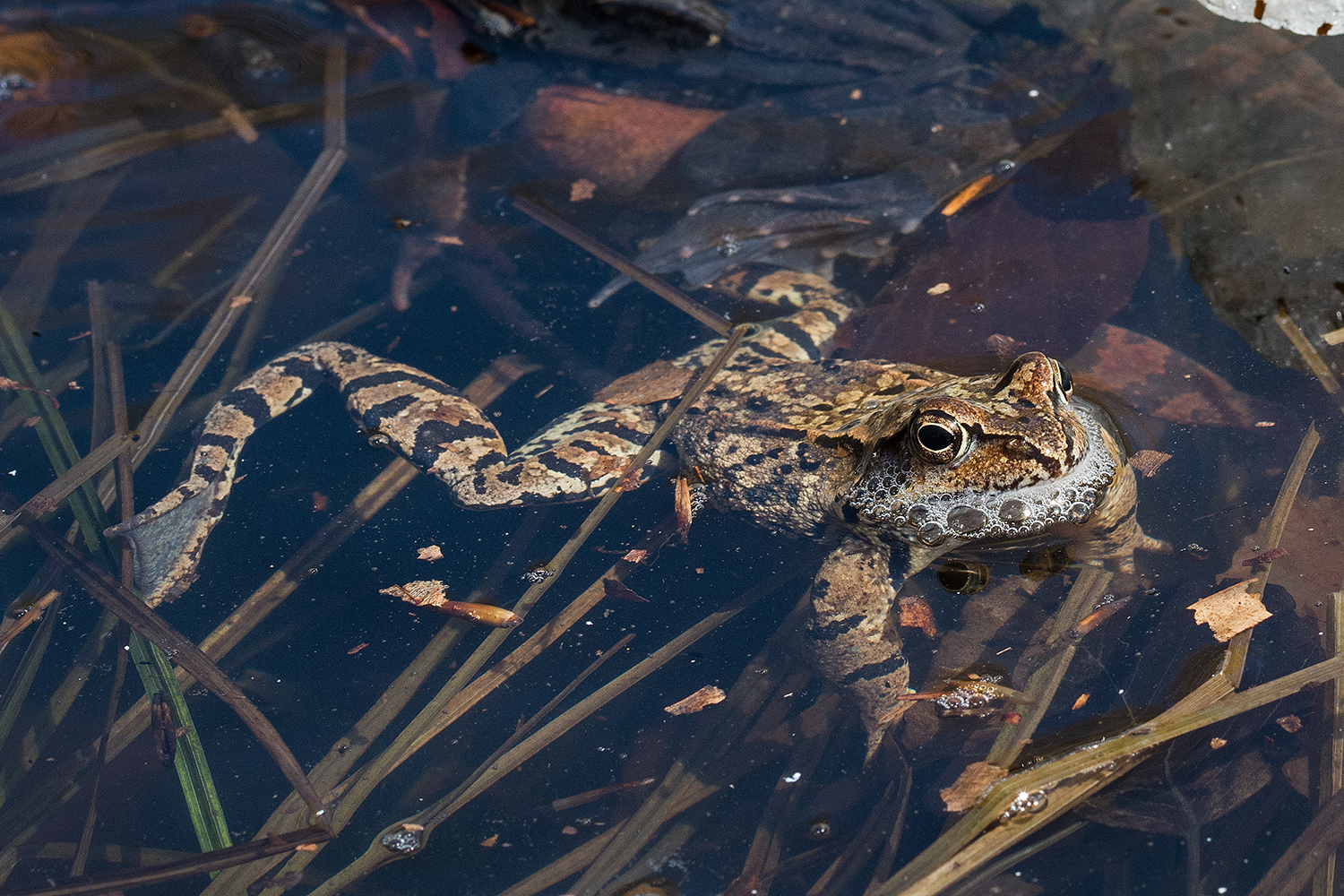 I'm foaming with rage