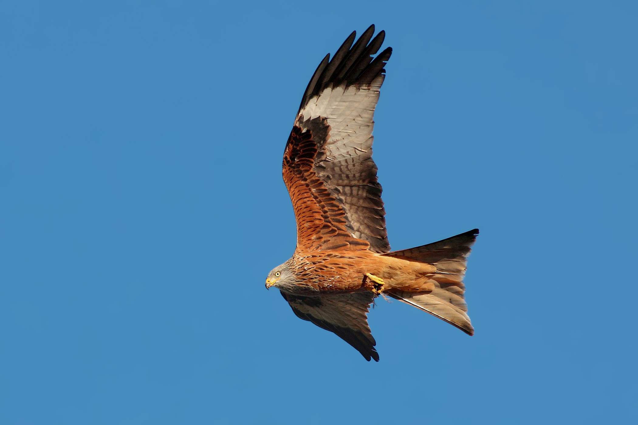 Red Kite with a good light