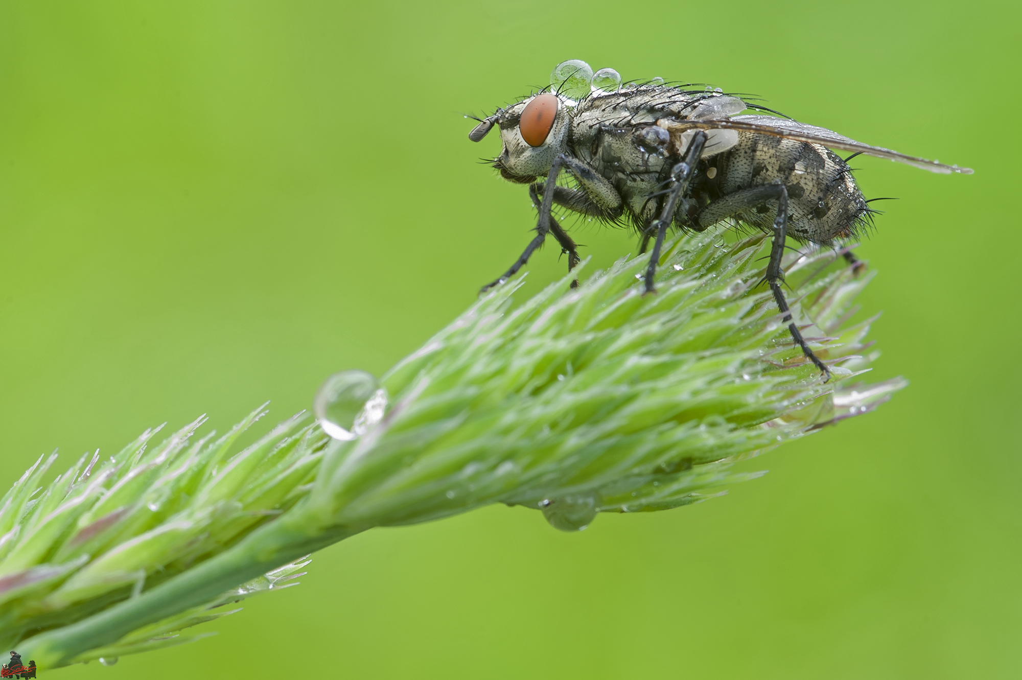 Fly macro